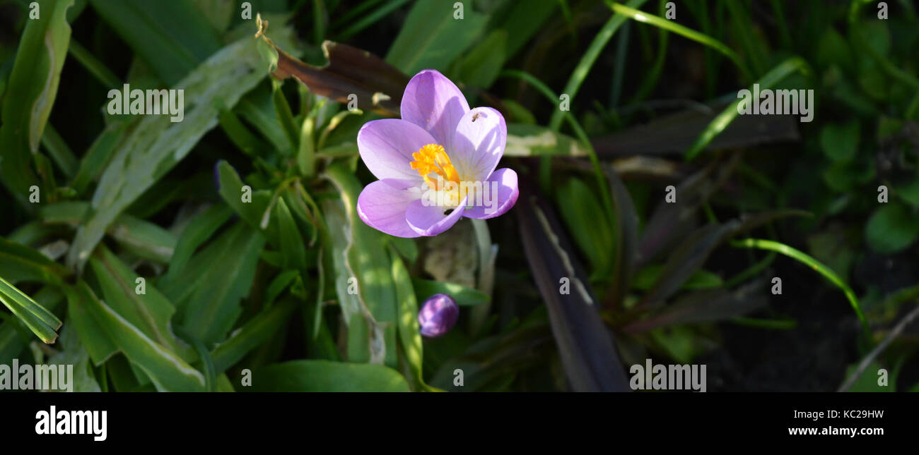 Purple flowers in garden Stock Photo - Alamy