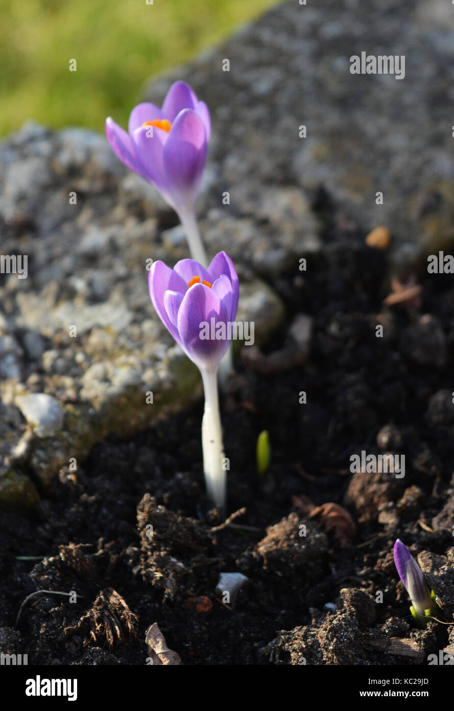Purple flowers in garden Stock Photo - Alamy