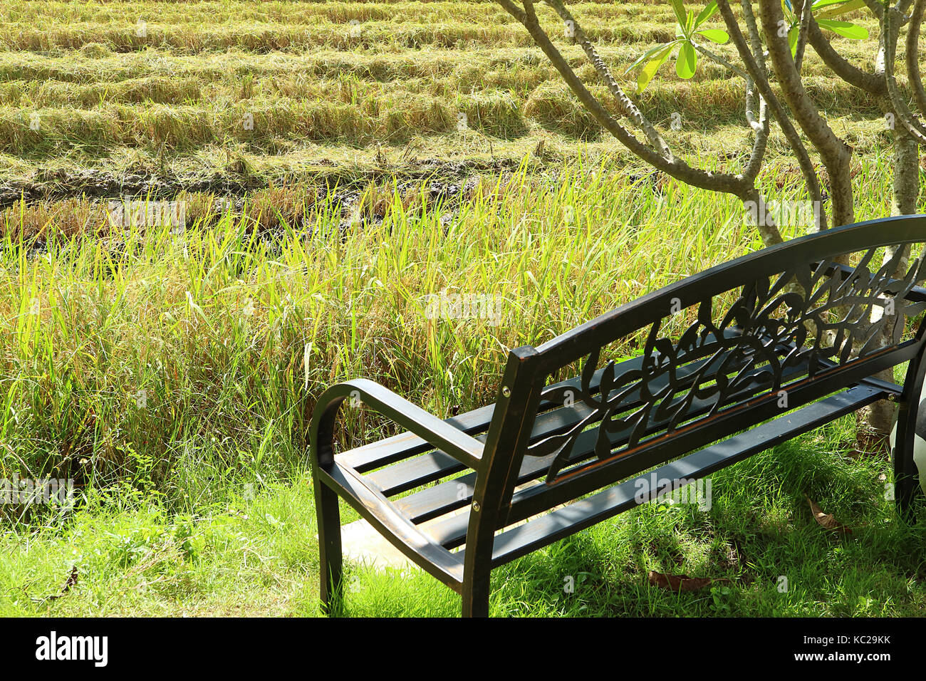 Black Wrought Iron Bench Under The Tree By The Paddy Field In The