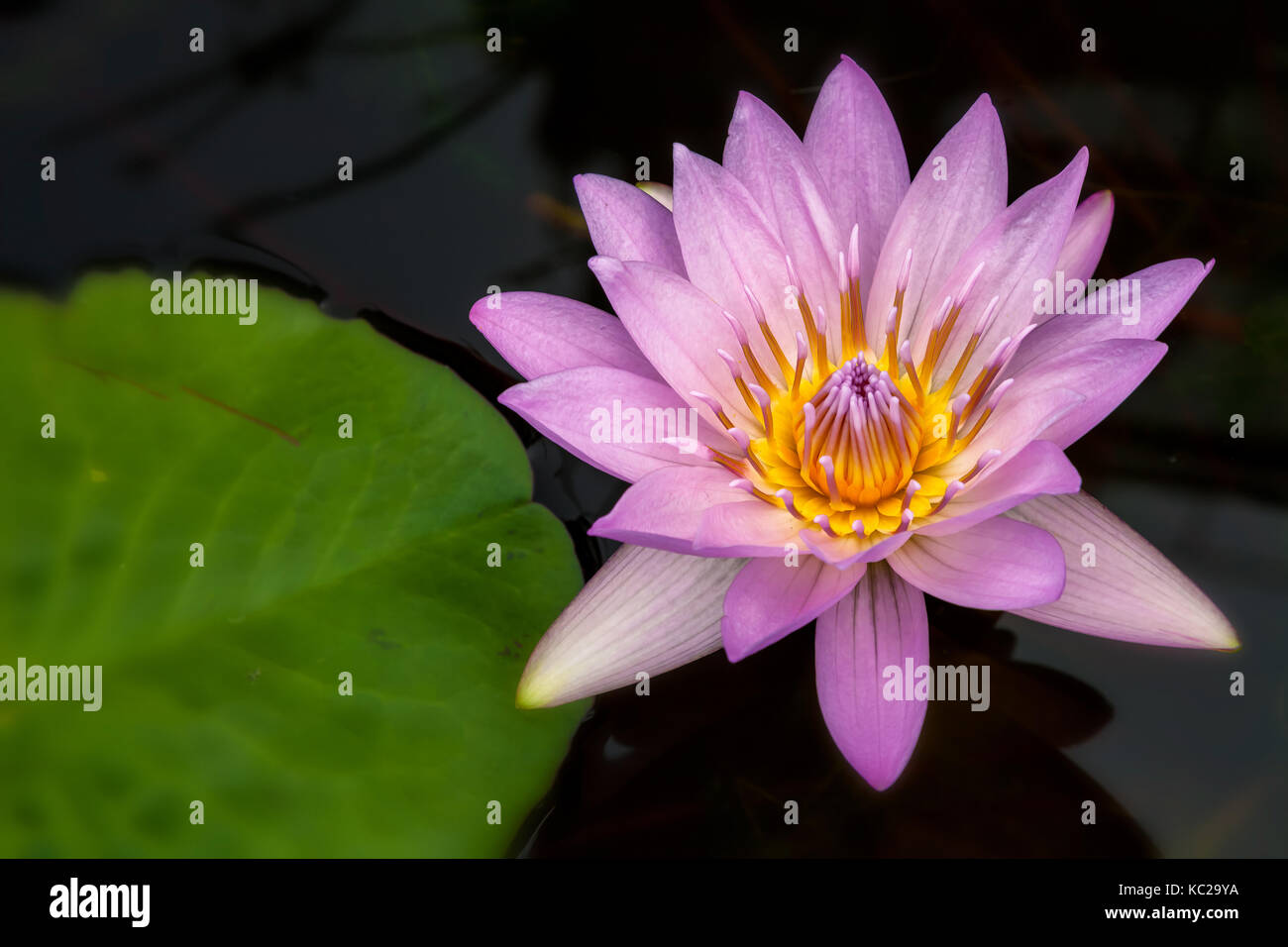 Pink water lily flower ( Nymphaea sp.), New York City  Central Park, New York. Stock Photo