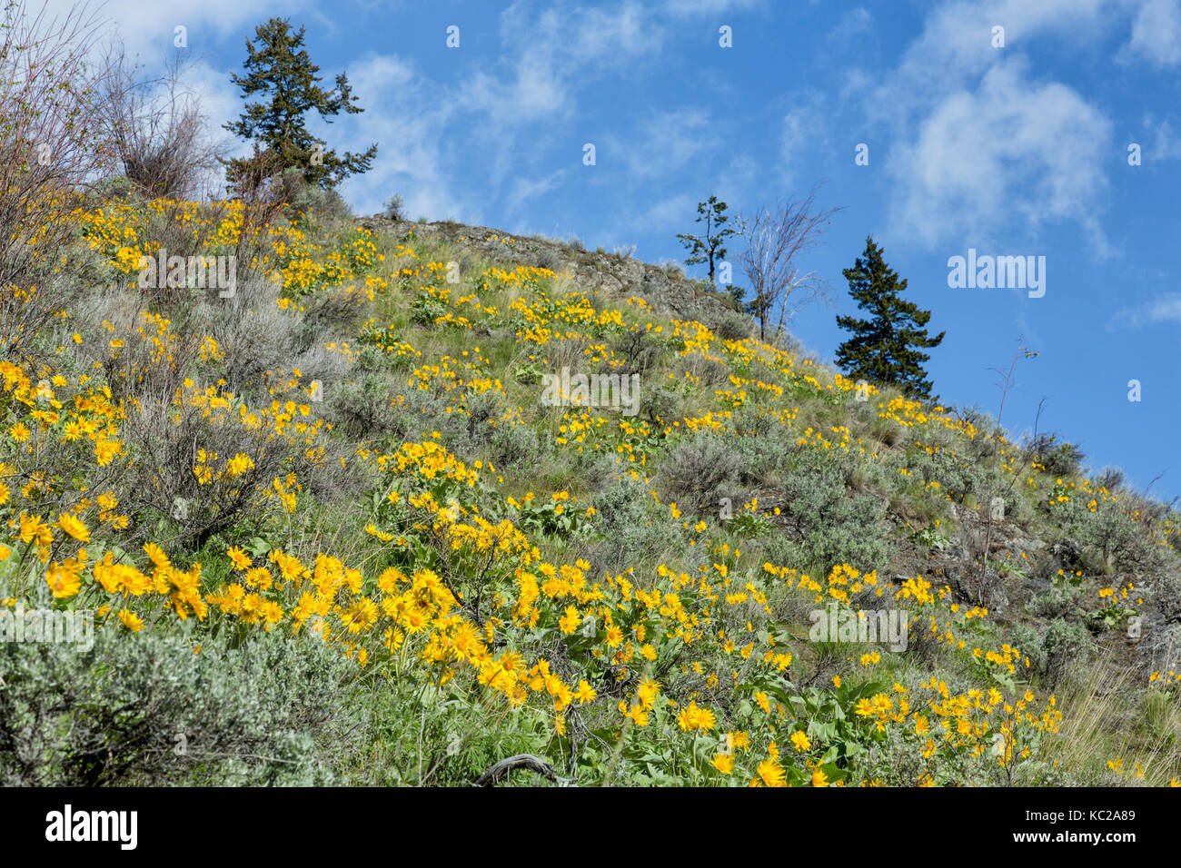 Arrowleaf Balsam Root blooming on hillside, Okanagan Valley, British Columbia, Canada. Stock Photo