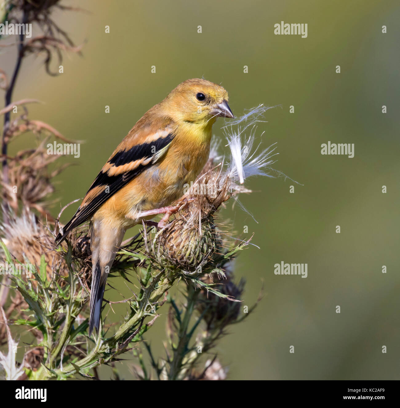 American goldfinch (Spinus tristis) female eating thistle seeds at a