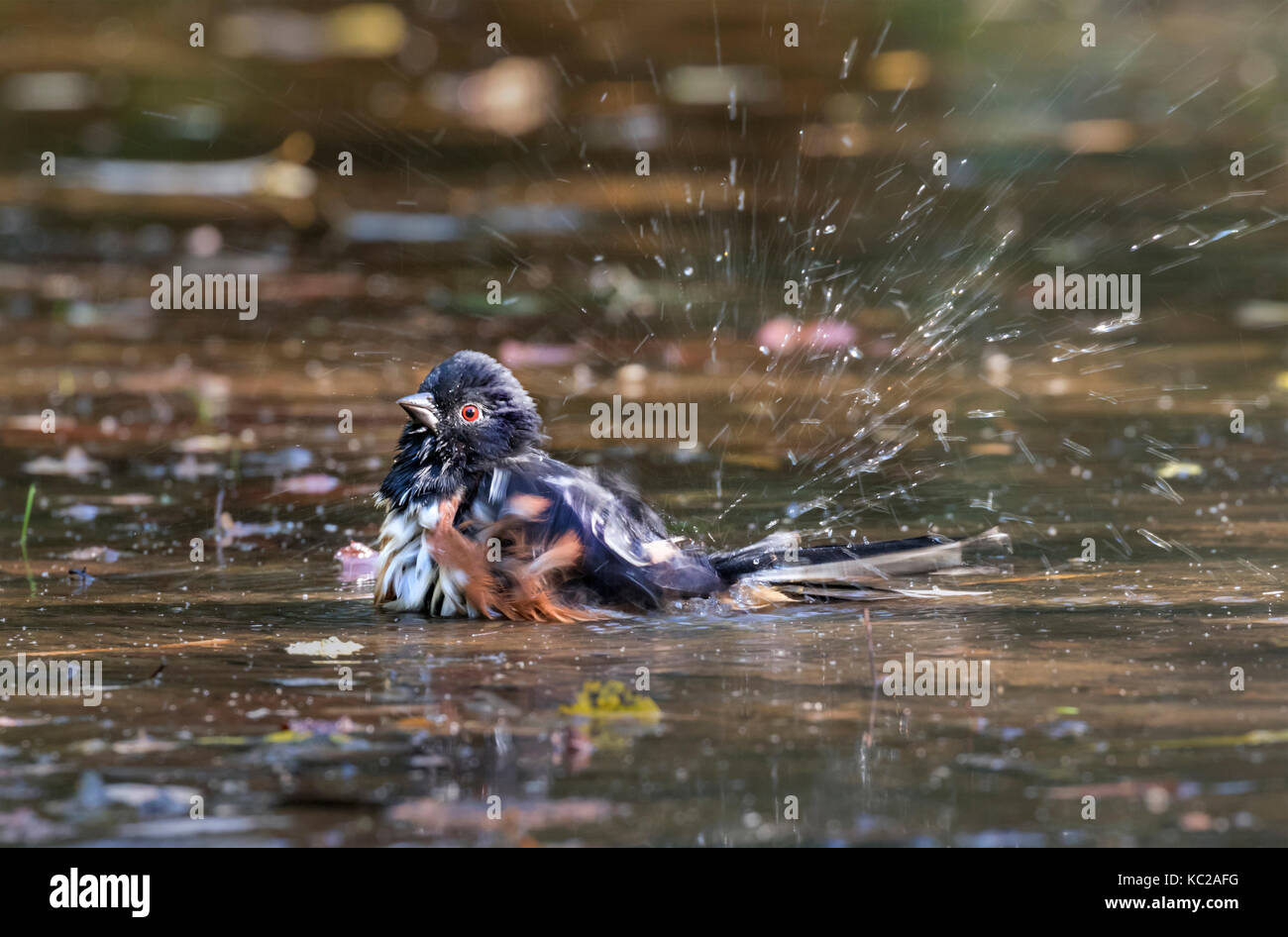 Eastern Towhee (Pipilo erythrophthalmus) bathing in a forest creek among fallen autumn leaves, Ames, Iowa, USA. Stock Photo