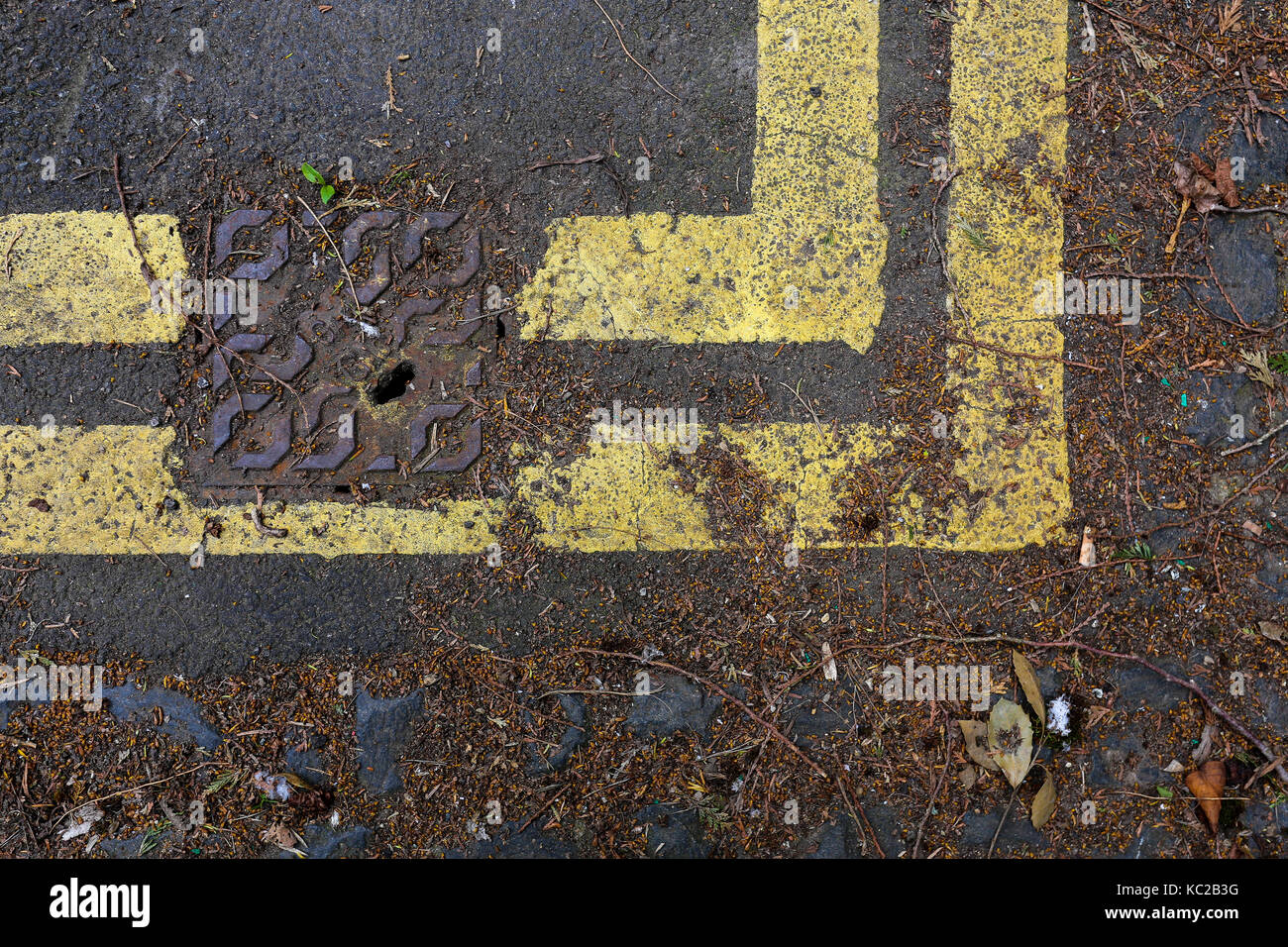 Sewer cover on road with double yellow lines full of leaf debris background Stock Photo