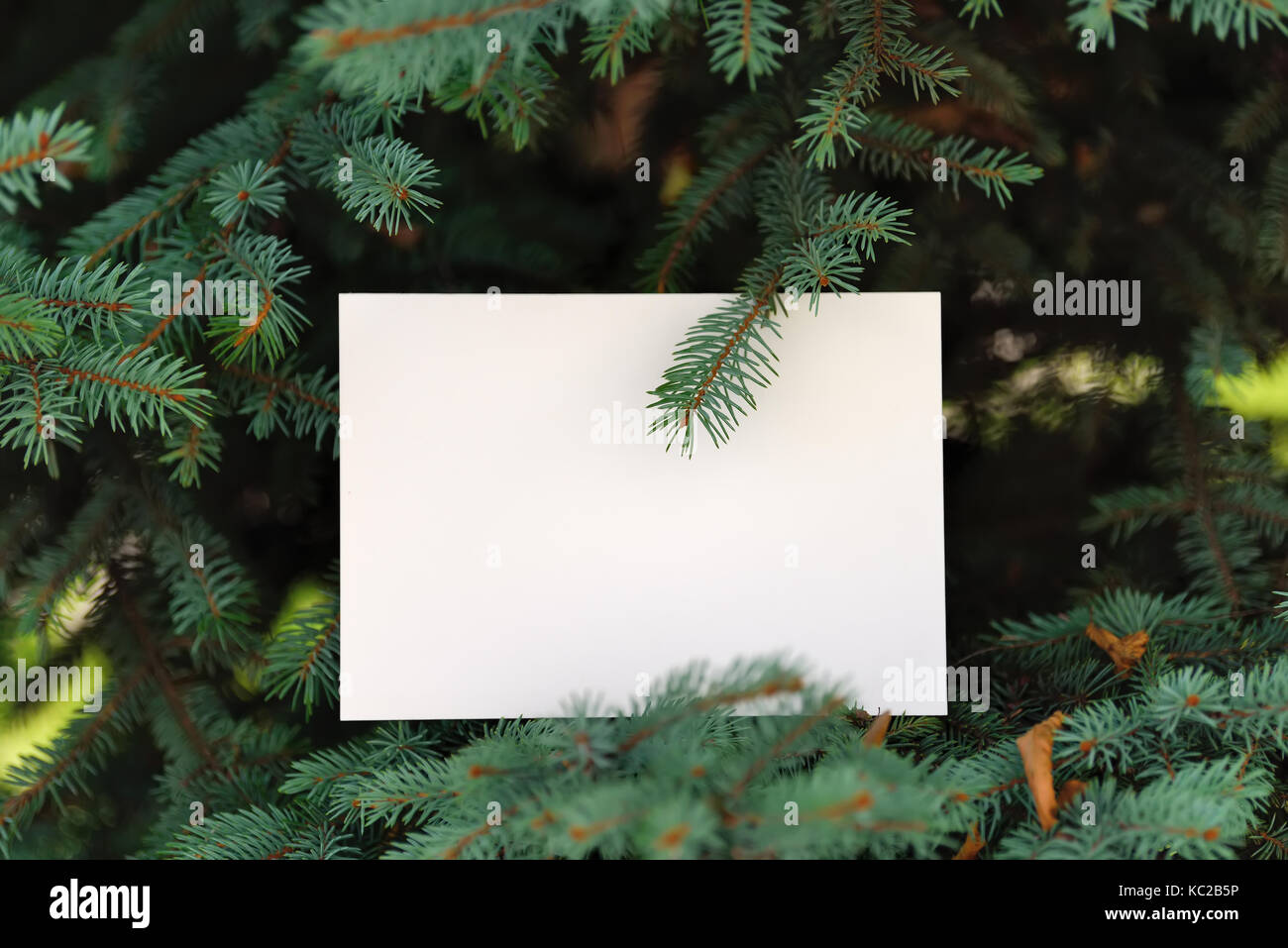 Paper card on green pine tree background Stock Photo