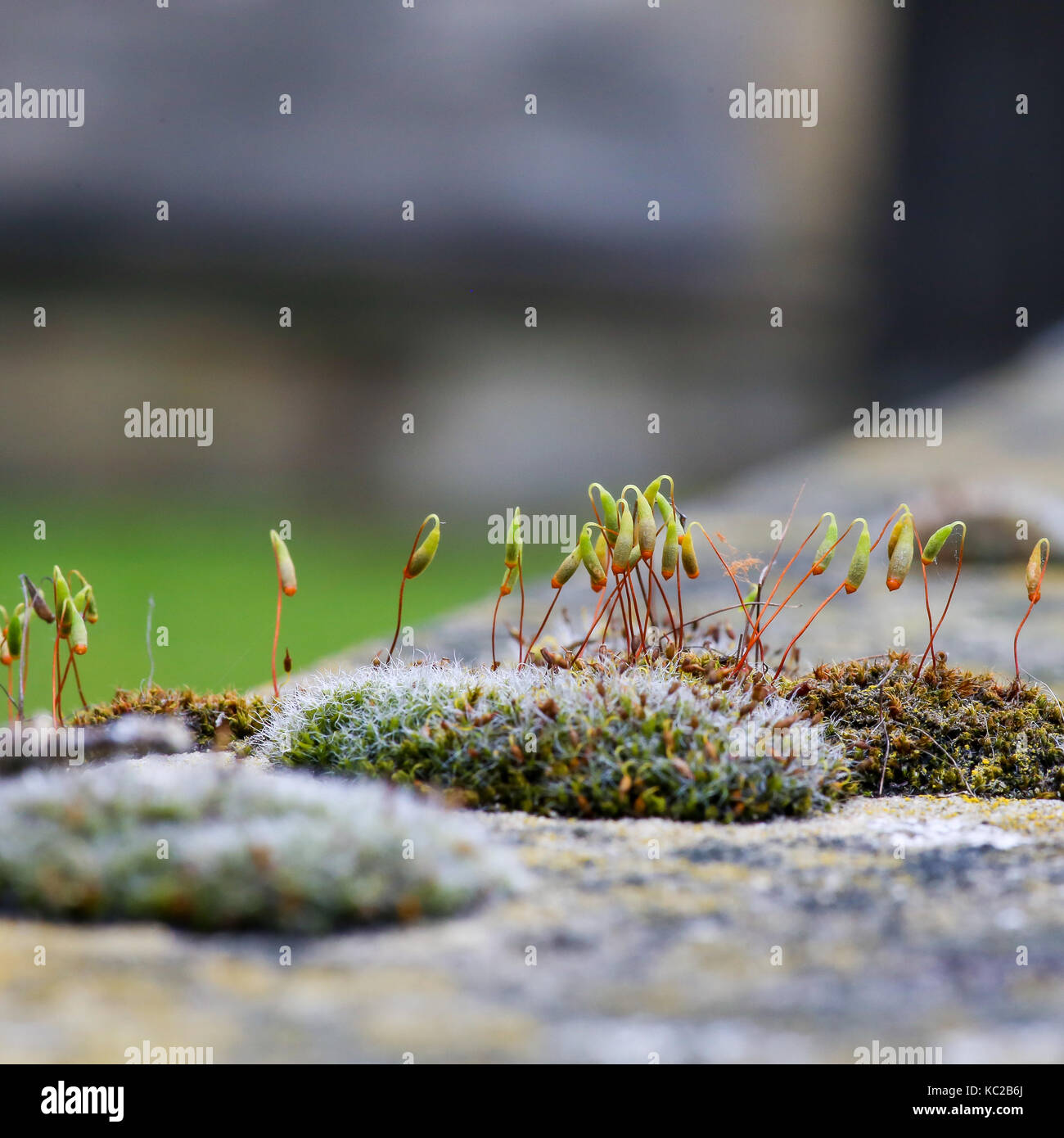 Moss green spore capsules on red stalks on sandstone wall blurred background Stock Photo