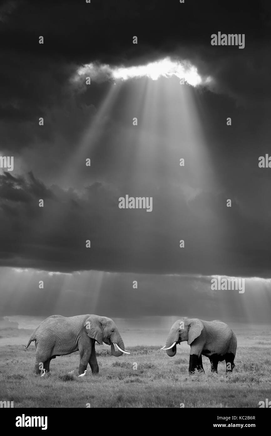 Two elephant in the wild - National park Kenya. Black and white image Stock Photo