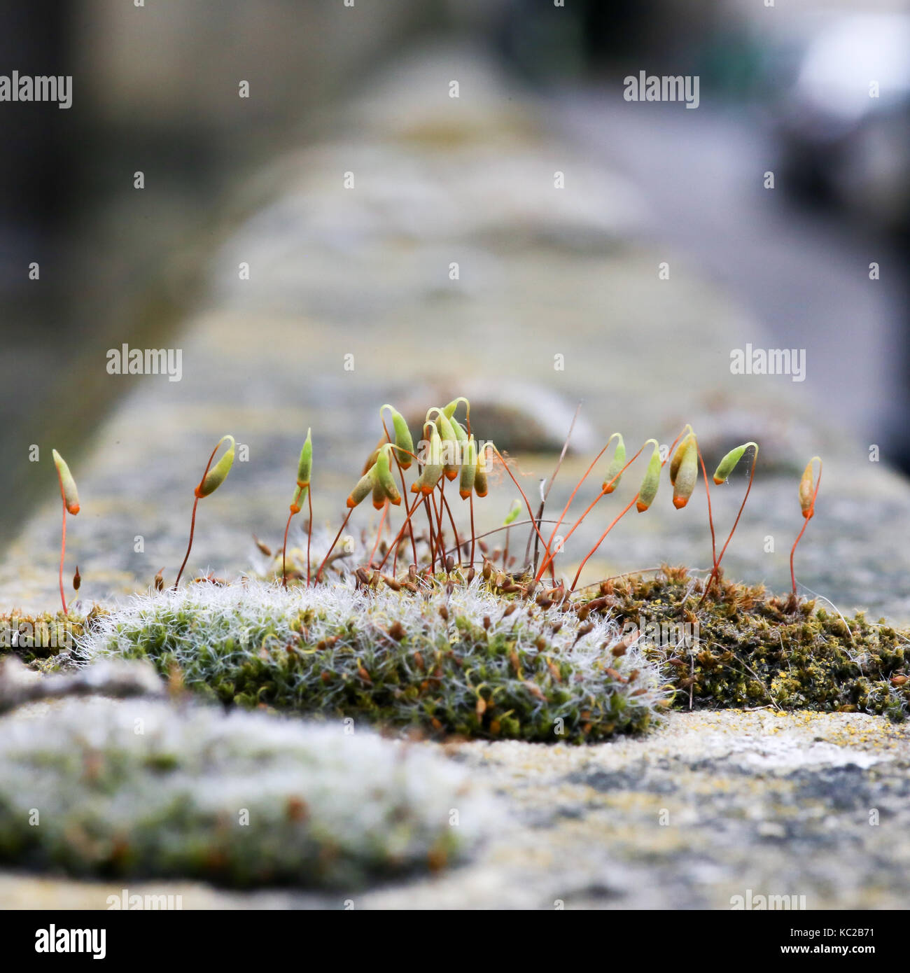 Moss green spore capsules on red stalks on sandstone wall blurred background Stock Photo