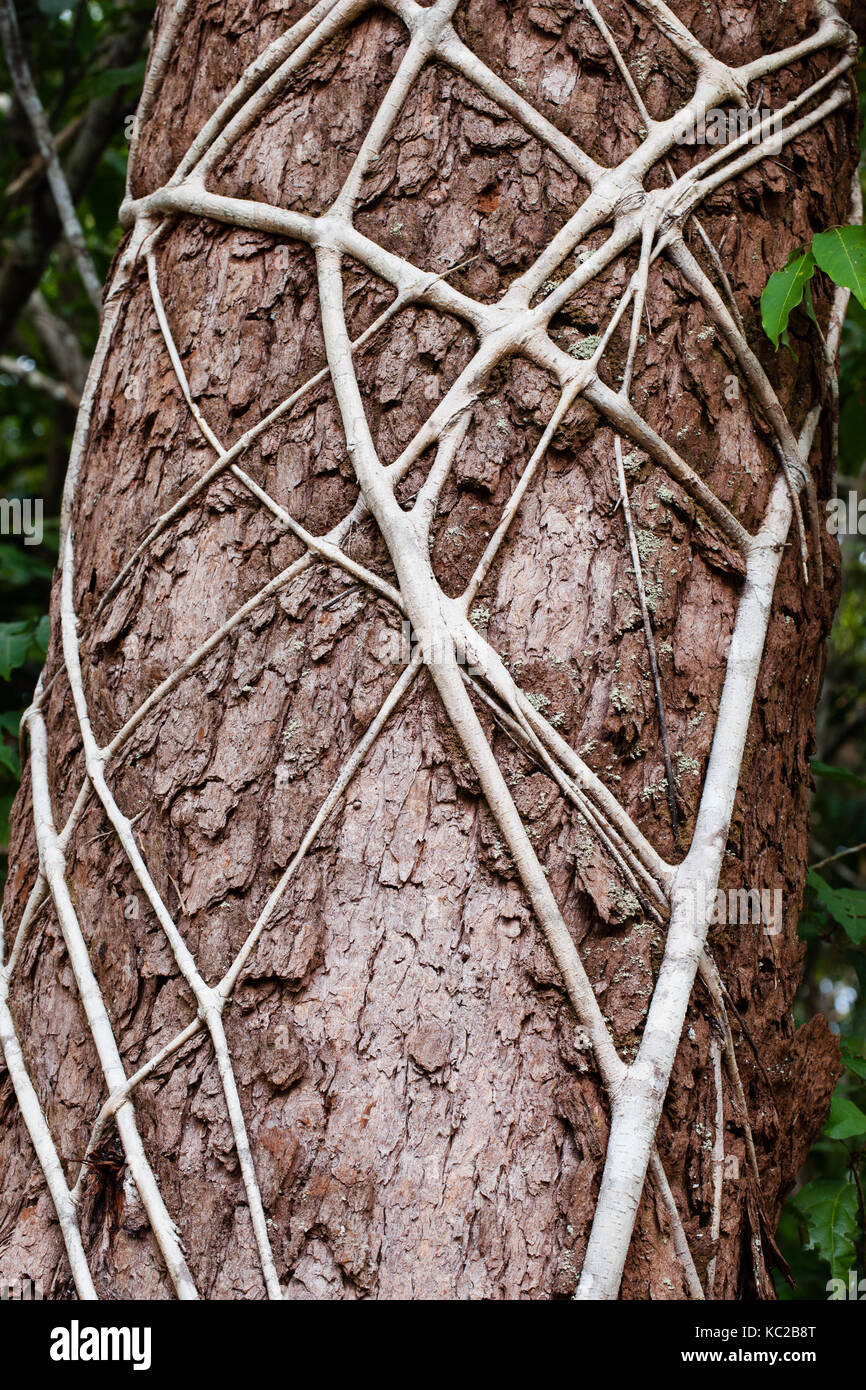 Strangler Fig (Ficus destruens) aerial roots establishing on Turpentine host tree trunk. Cow Bay. Queensland. Australia. Stock Photo