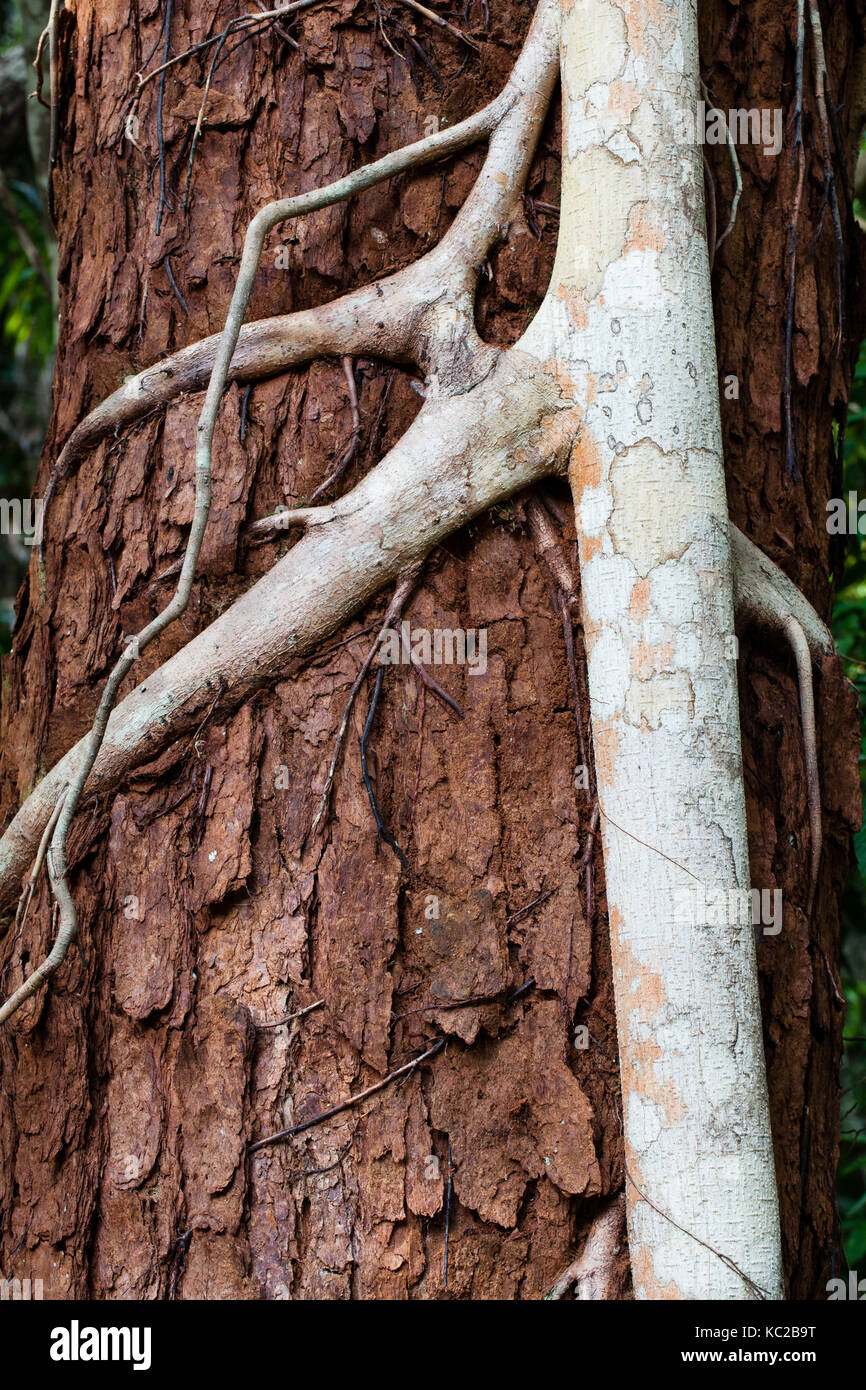 Strangler Fig (Ficus destruens) aerial roots well established on Turpentine host tree trunk. Cow Bay. Queensland. Australia. Stock Photo
