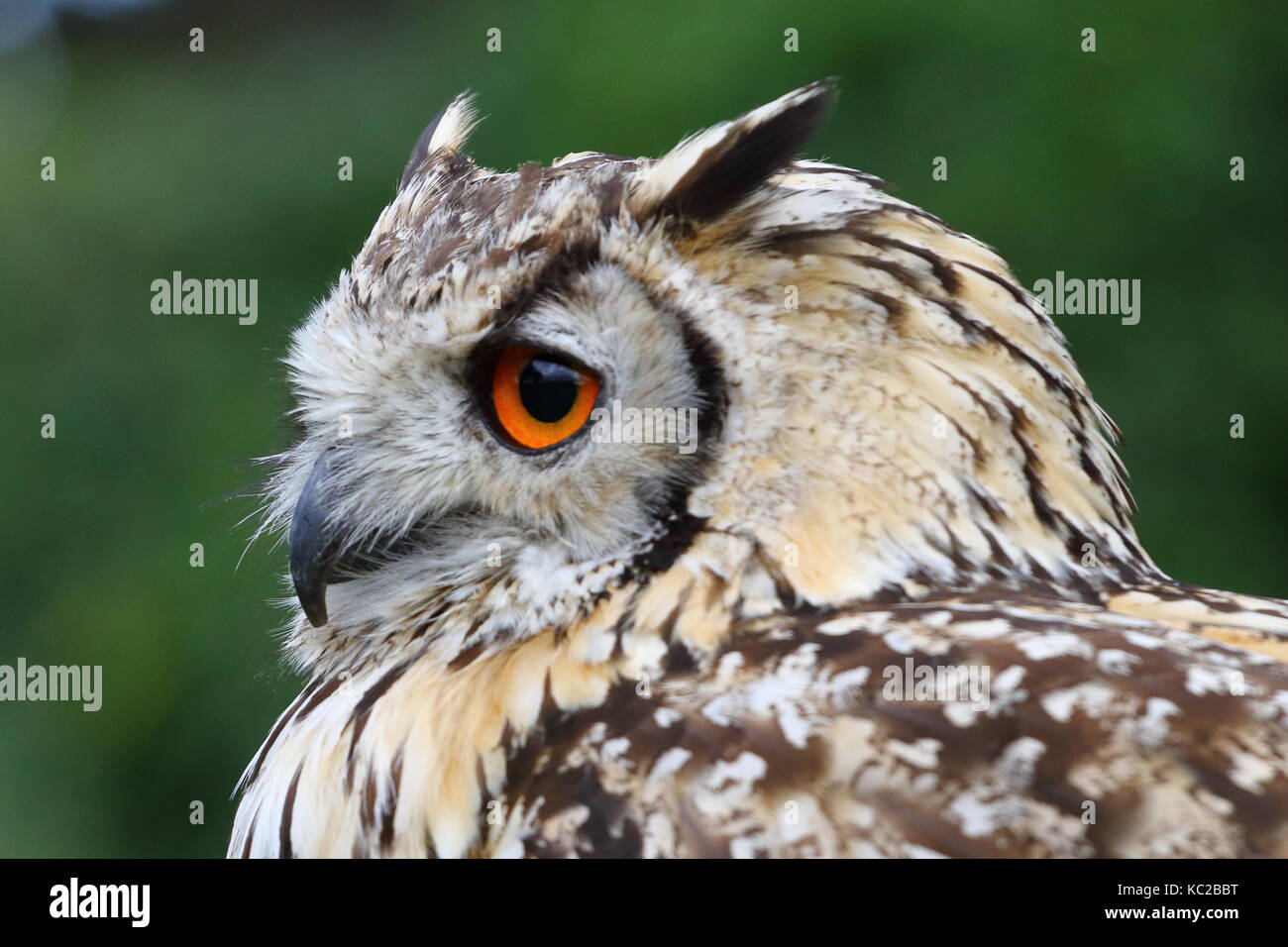 Eurasian Eagle-owl, Bubo bubo at the Walworth Castle Bird of Prey centre; Walworth near Darlington. UK Stock Photo