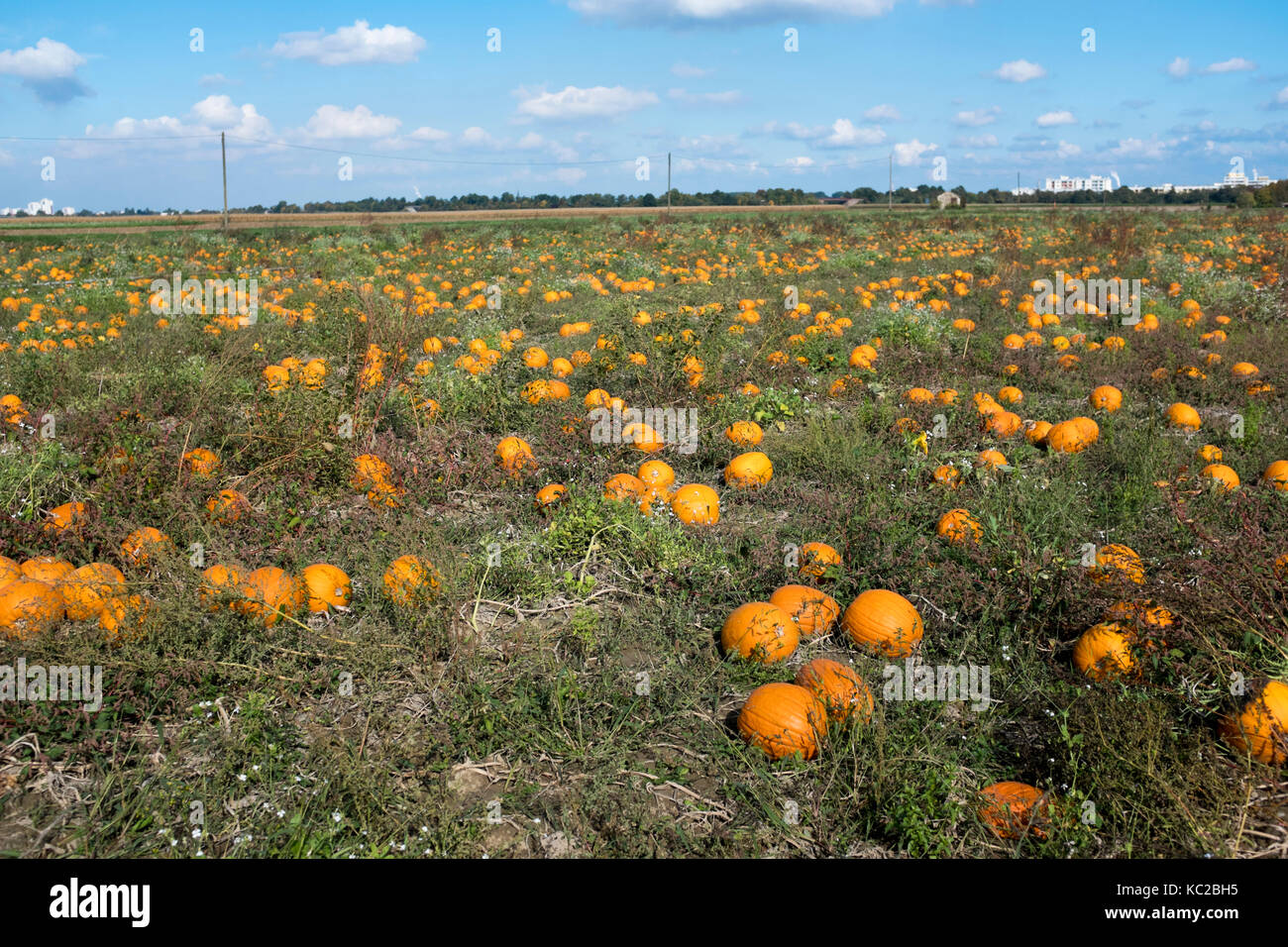 Pumpkins in a field Stock Photo - Alamy