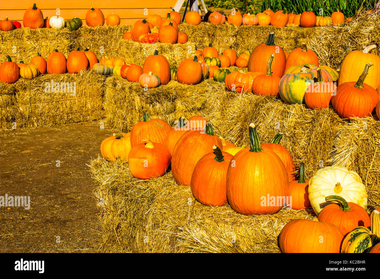 Types of melons hires stock photography and images Alamy