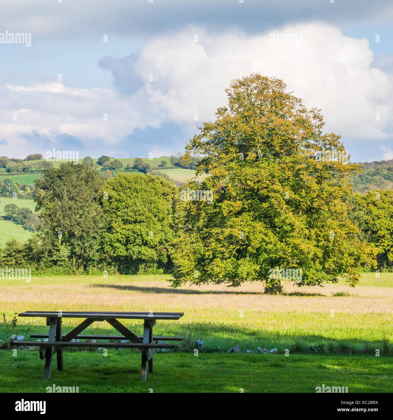 Devon flower meadow hi-res stock photography and images - Alamy