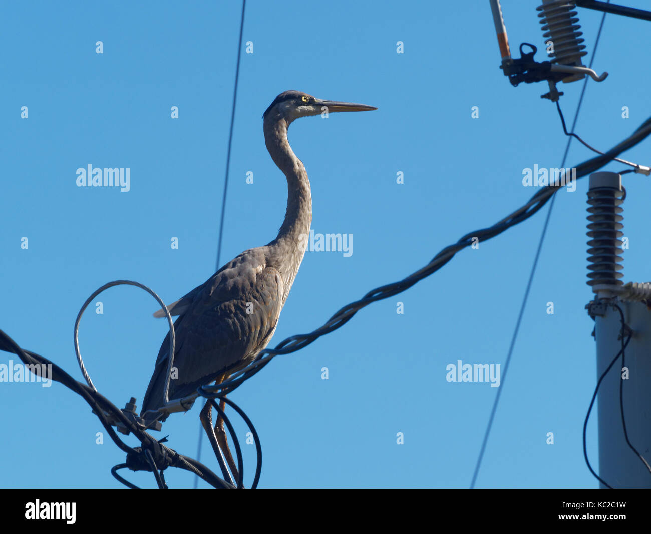 Quebec,Canada. A Grey Heron sitting on electric wires Stock Photo