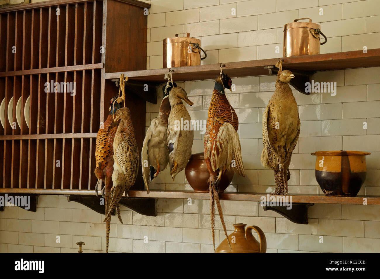Pheasants hanging in an old kitchen Stock Photo