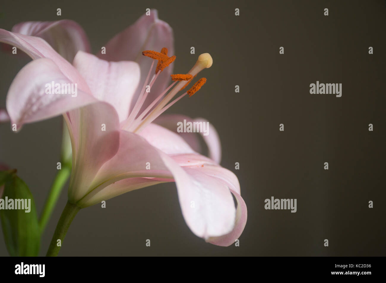 Pink lilium or lily flower on a dark background Stock Photo