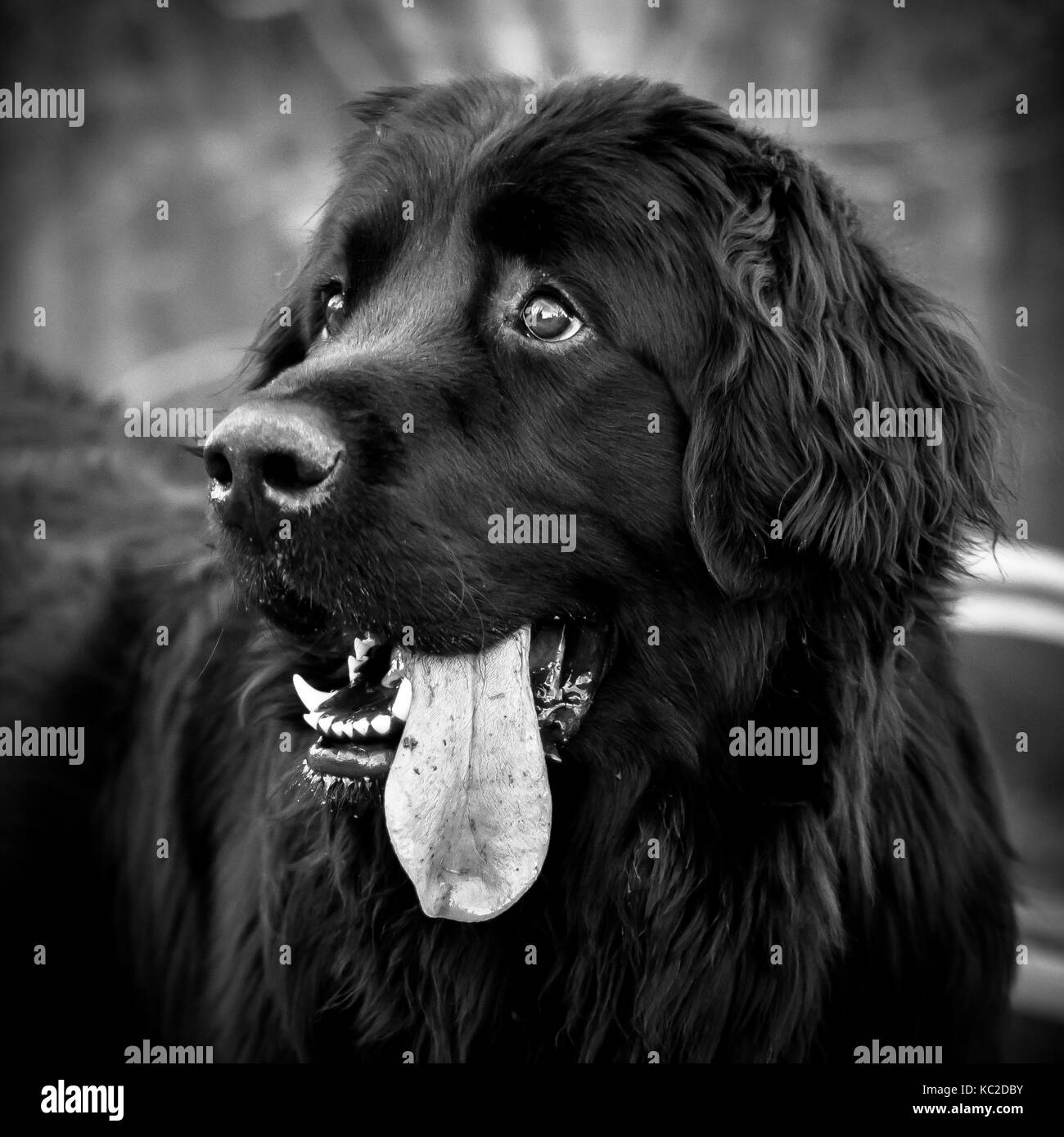 Black and white head shot of a playful black newfoundland dog with tongue sticking out. Stock Photo