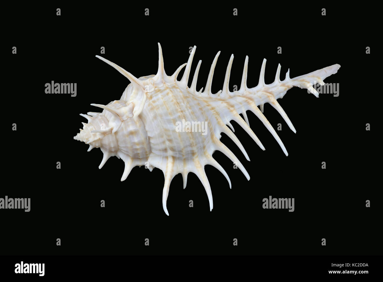 Murex sea snail hires stock photography and images Alamy
