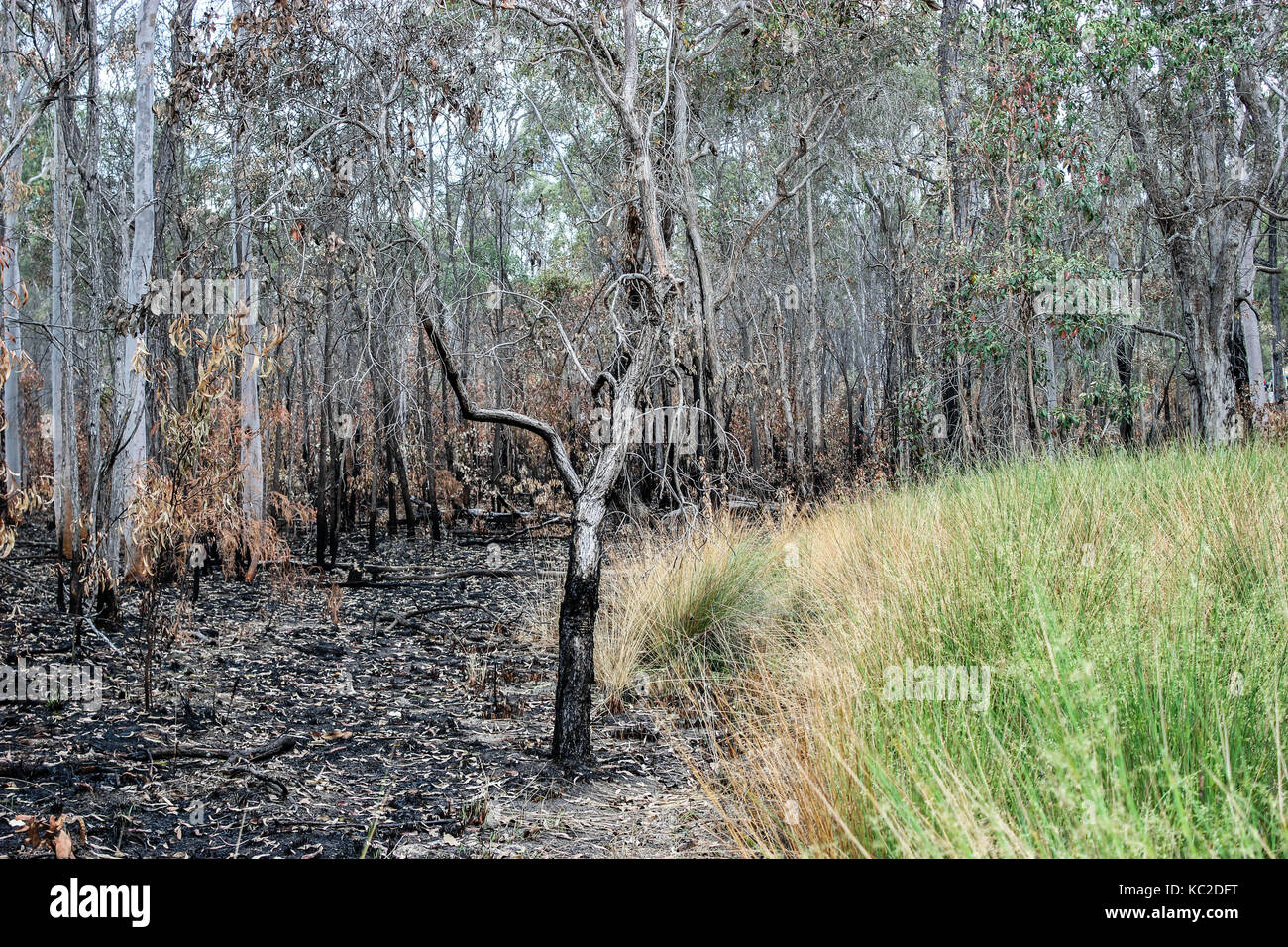 Bush Fire Aftermath Queensland Australia Stock Photo