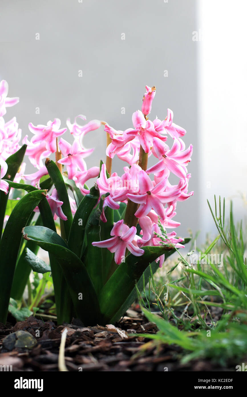 Pink Hyacinth flower in full bloom Stock Photo Alamy