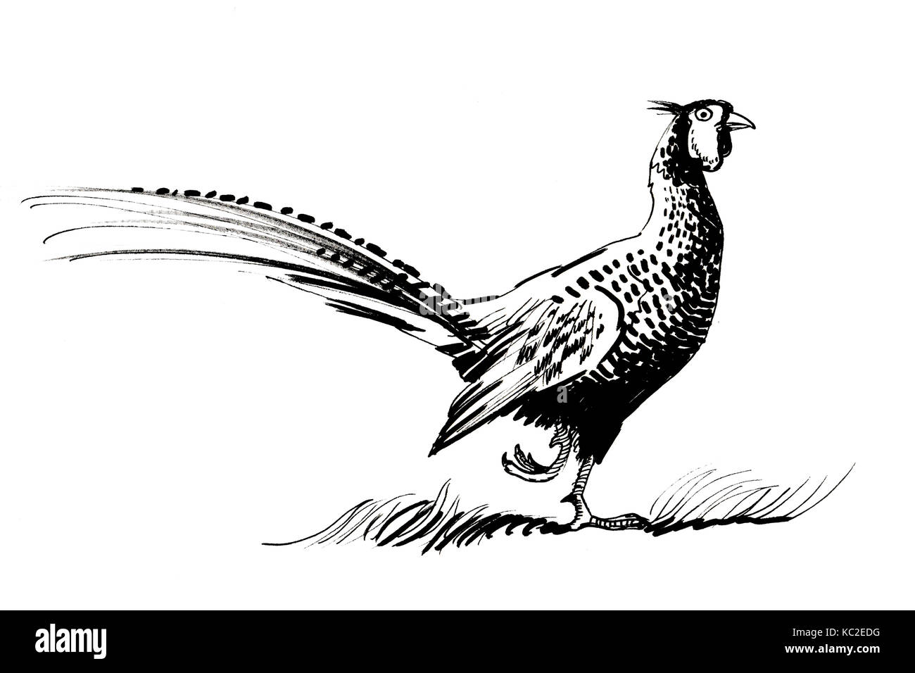 Black and white sketch of a pheasant Stock Photo - Alamy