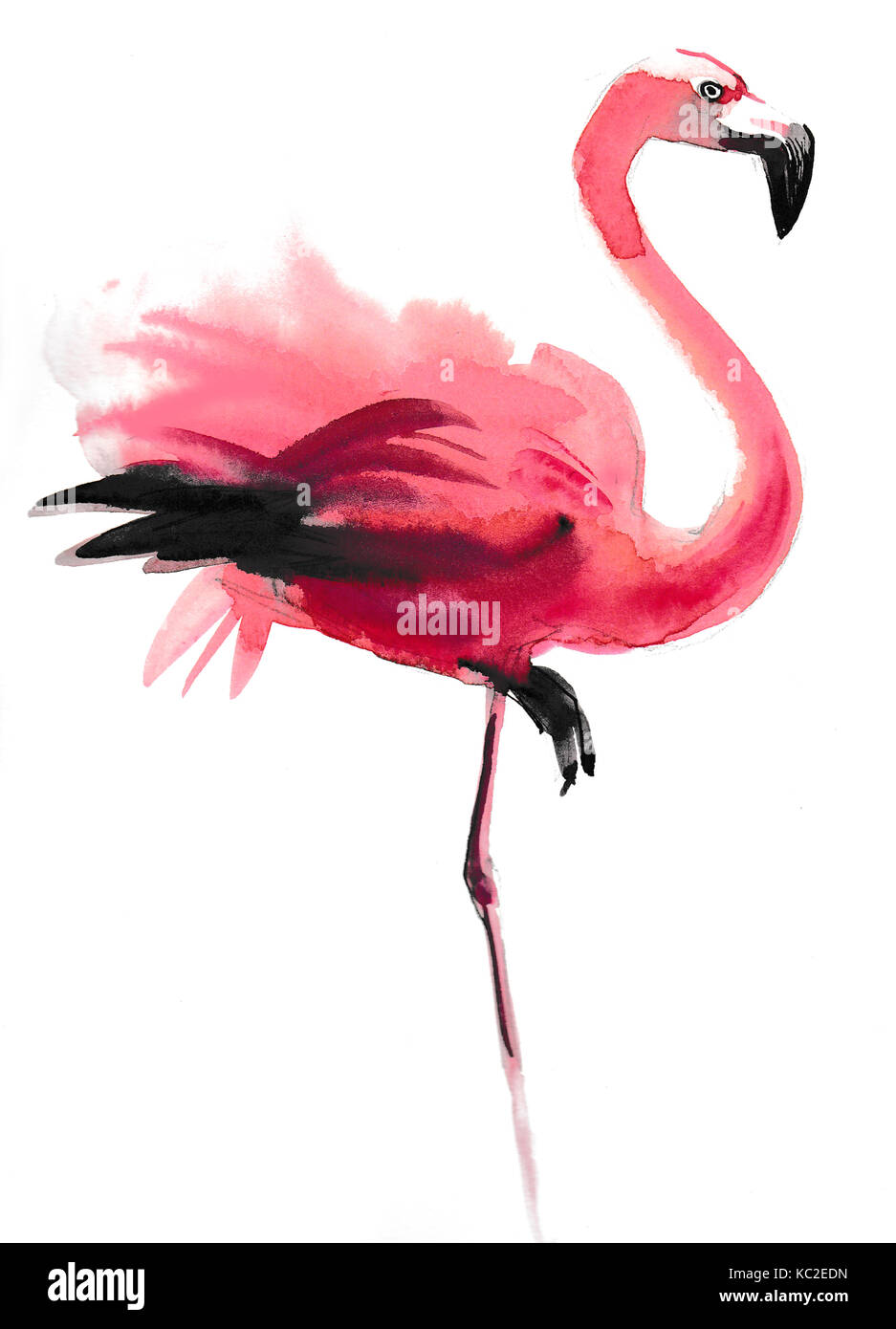 Flamingo sketch hi-res stock photography and images - Page 2 - Alamy