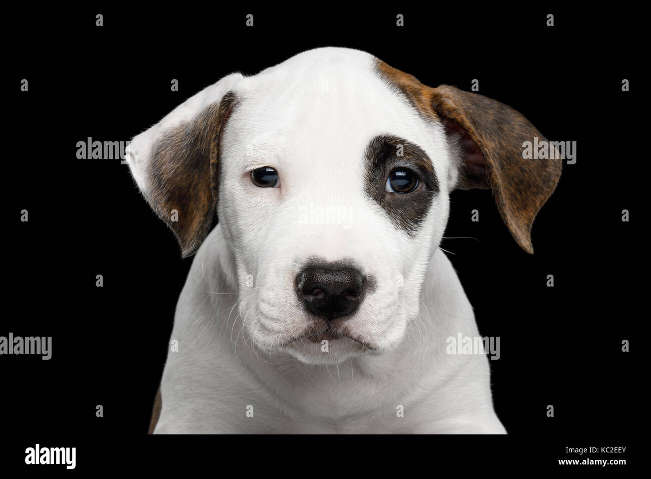 Close-up Portrait of an American Staffordshire Terrier Puppy, looking at camera on Isolated Black background, front view Stock Photo