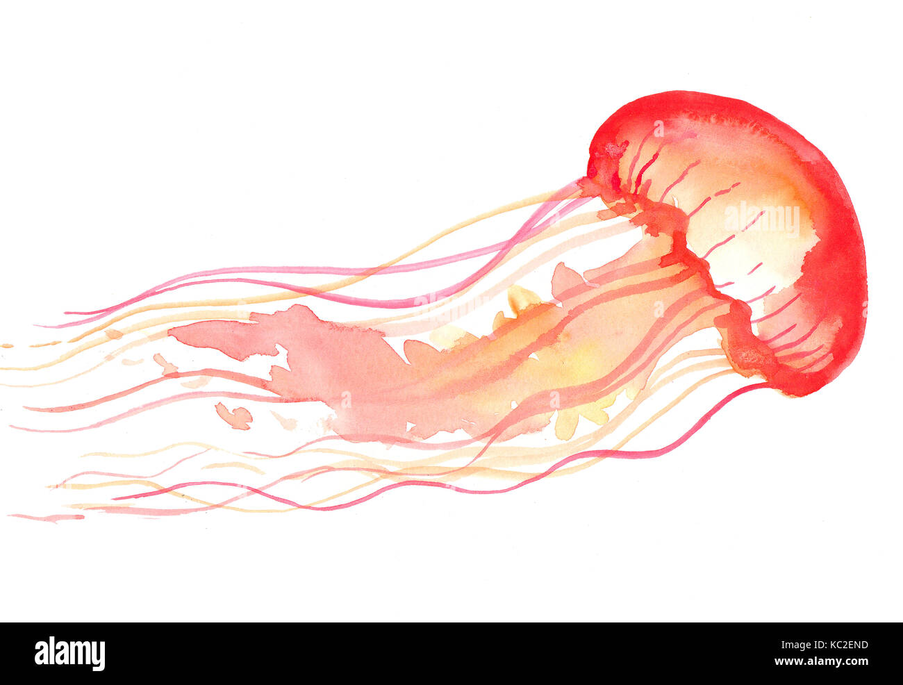 jellyfish watercolor illustration