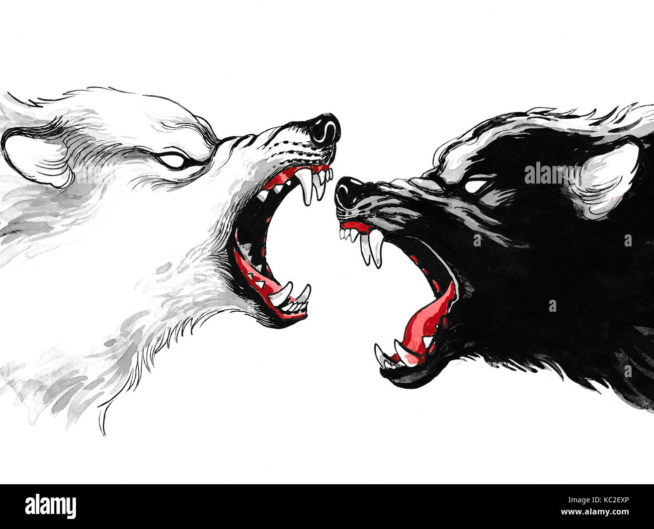 Белый и черный волк борьба