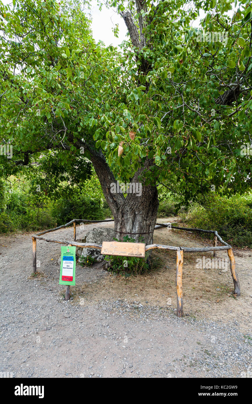ALUSHTA, CRIMEA - SEPTEMBER 22 , 2017: walnut tree in natural park The Valley of Ghosts at the filming location of popular Soviet comedy film Kidnappi Stock Photo