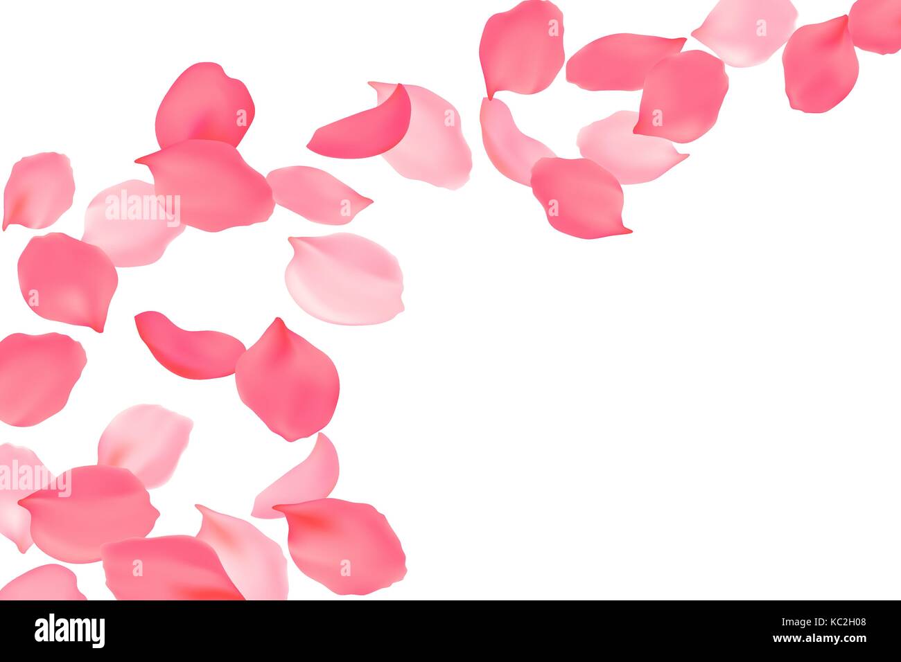 Red and pink roses petals are falling down Vector Image