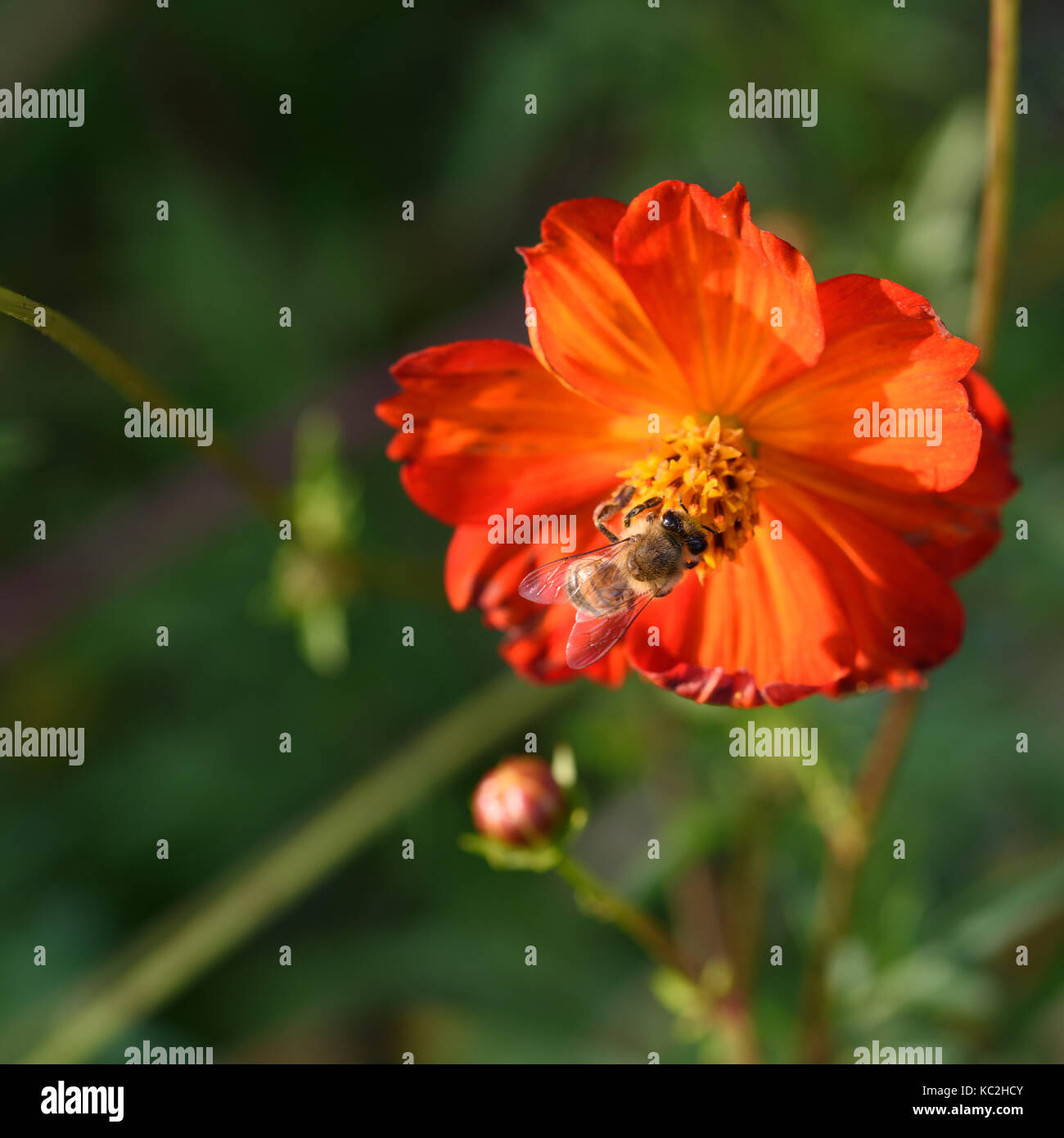 Orange flowers and bees Stock Photo Alamy