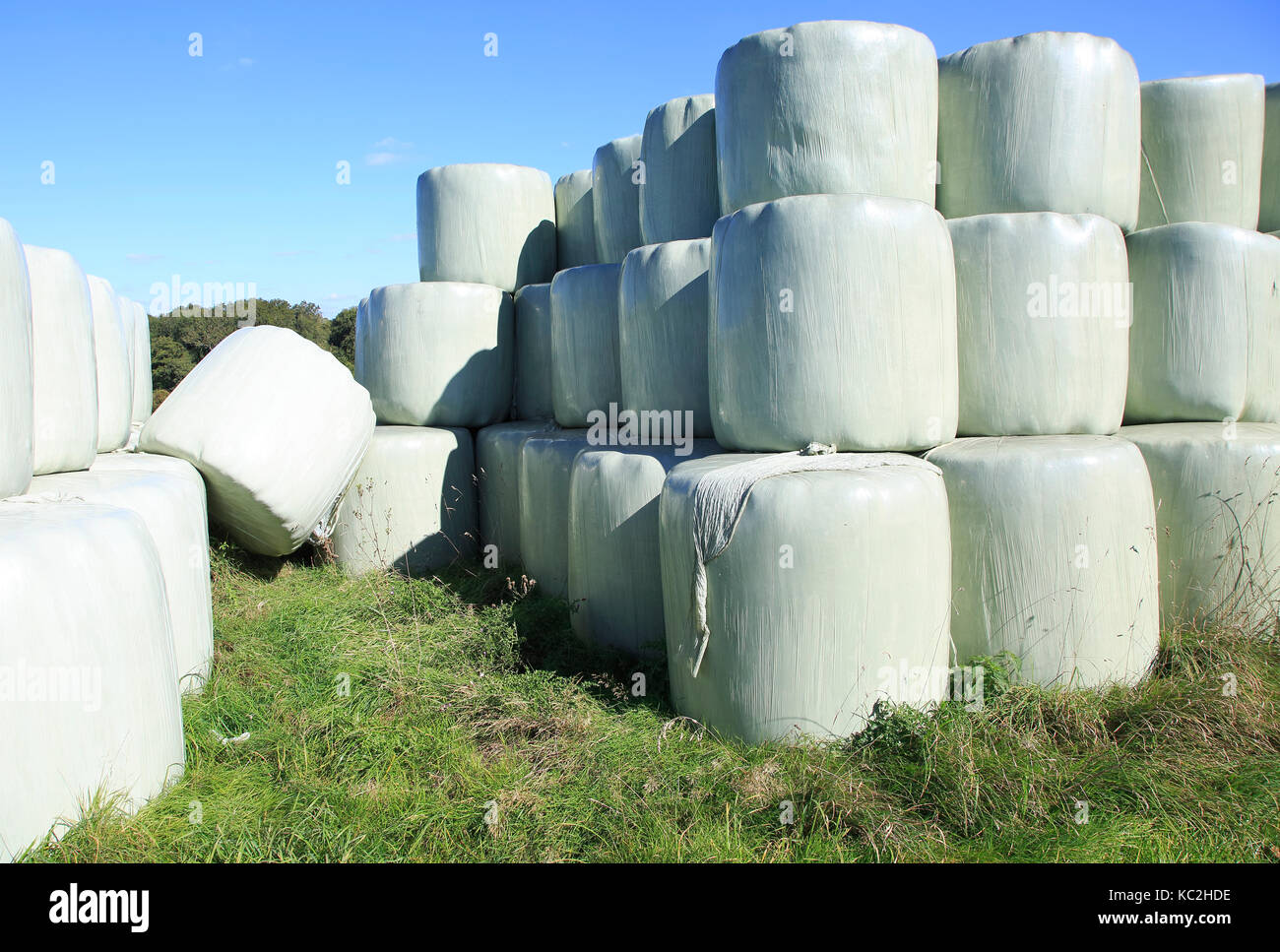 Silage bags piled up in field against blue sky, Suffolk, England, UK Stock  Photo - Alamy