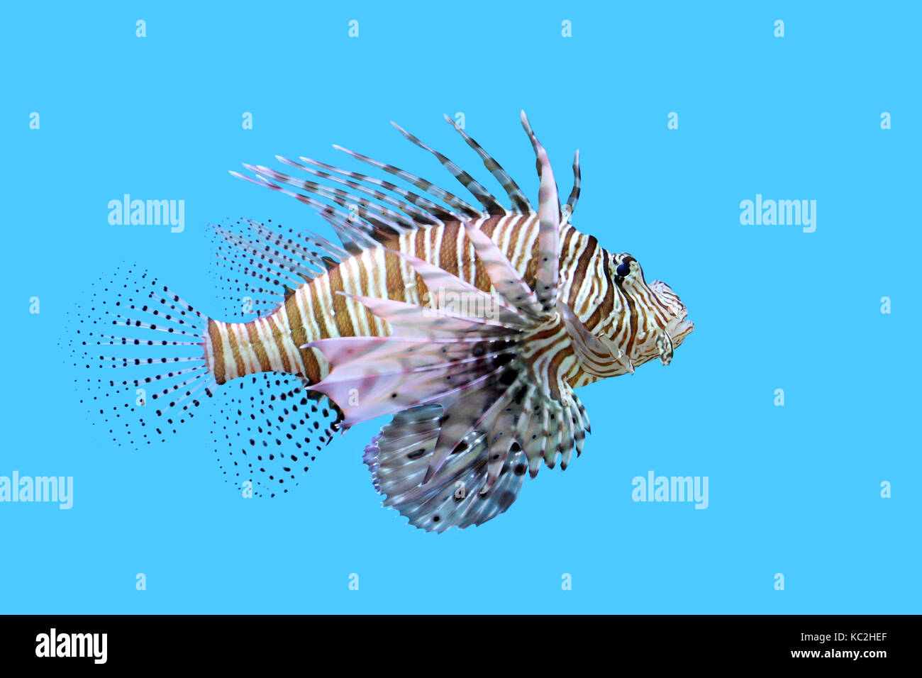 closeup of beautiful lionfish in the aquarium Stock Photo - Alamy