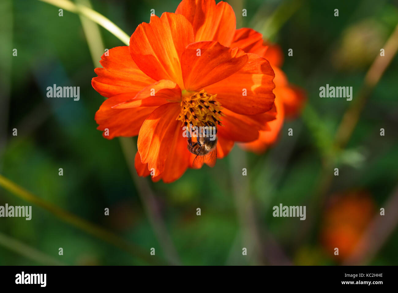 Orange flowers and bees Stock Photo Alamy