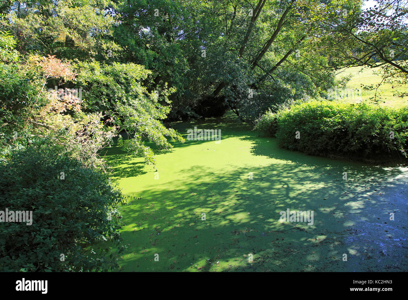 Pond weed eutrophication River Deben, Brandeston, Suffolk, England, UK