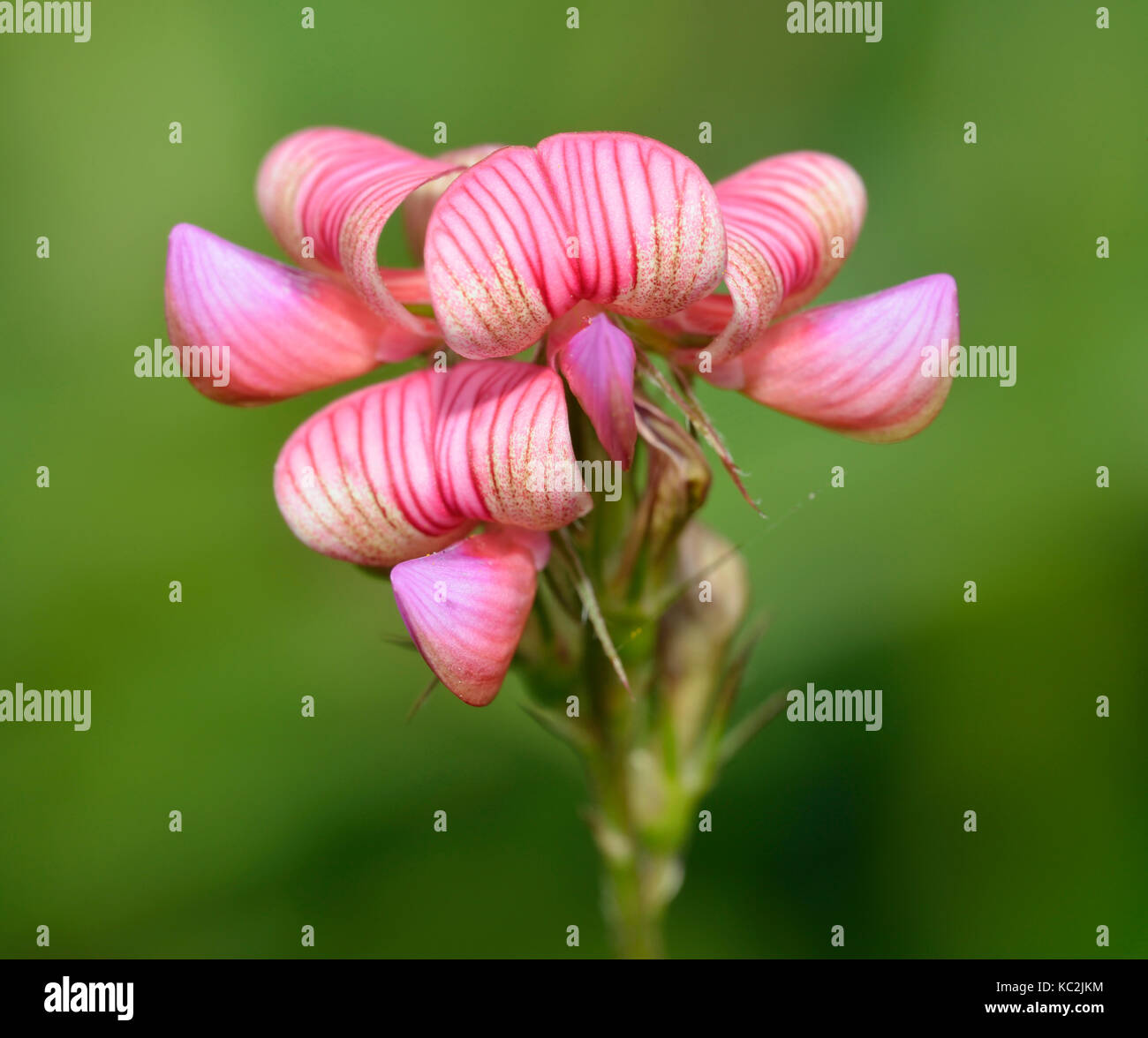 Sainfoin - Onobrychis viciifolia  Closeup of flowers Stock Photo
