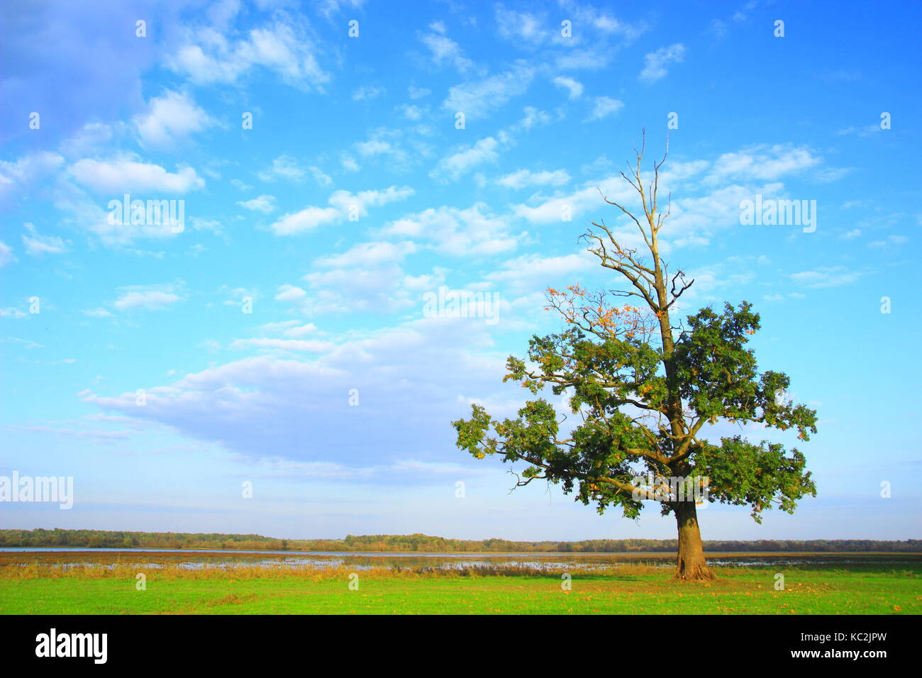 Old oak tree in field hi-res stock photography and images - Alamy