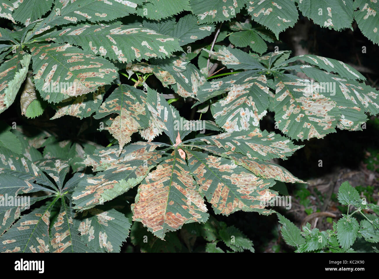 Horse-chestnut Leaf Miner - Cameraria ohridella  Micro-moth leaf mines on Horse-chestnut Leaves - Aesculus hippocastanum Stock Photo