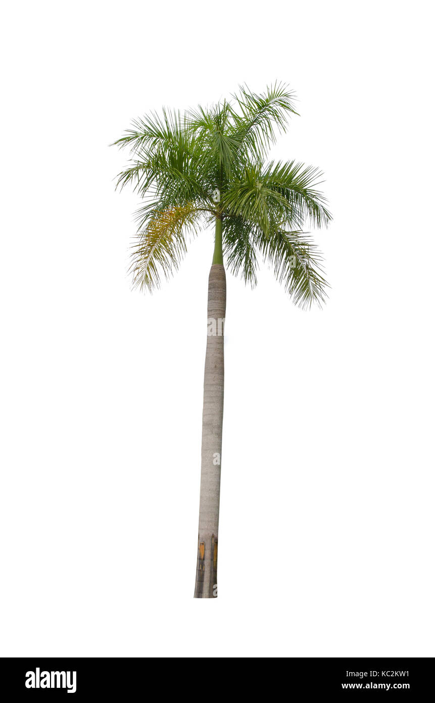 palm trees on the white background Stock Photo - Alamy