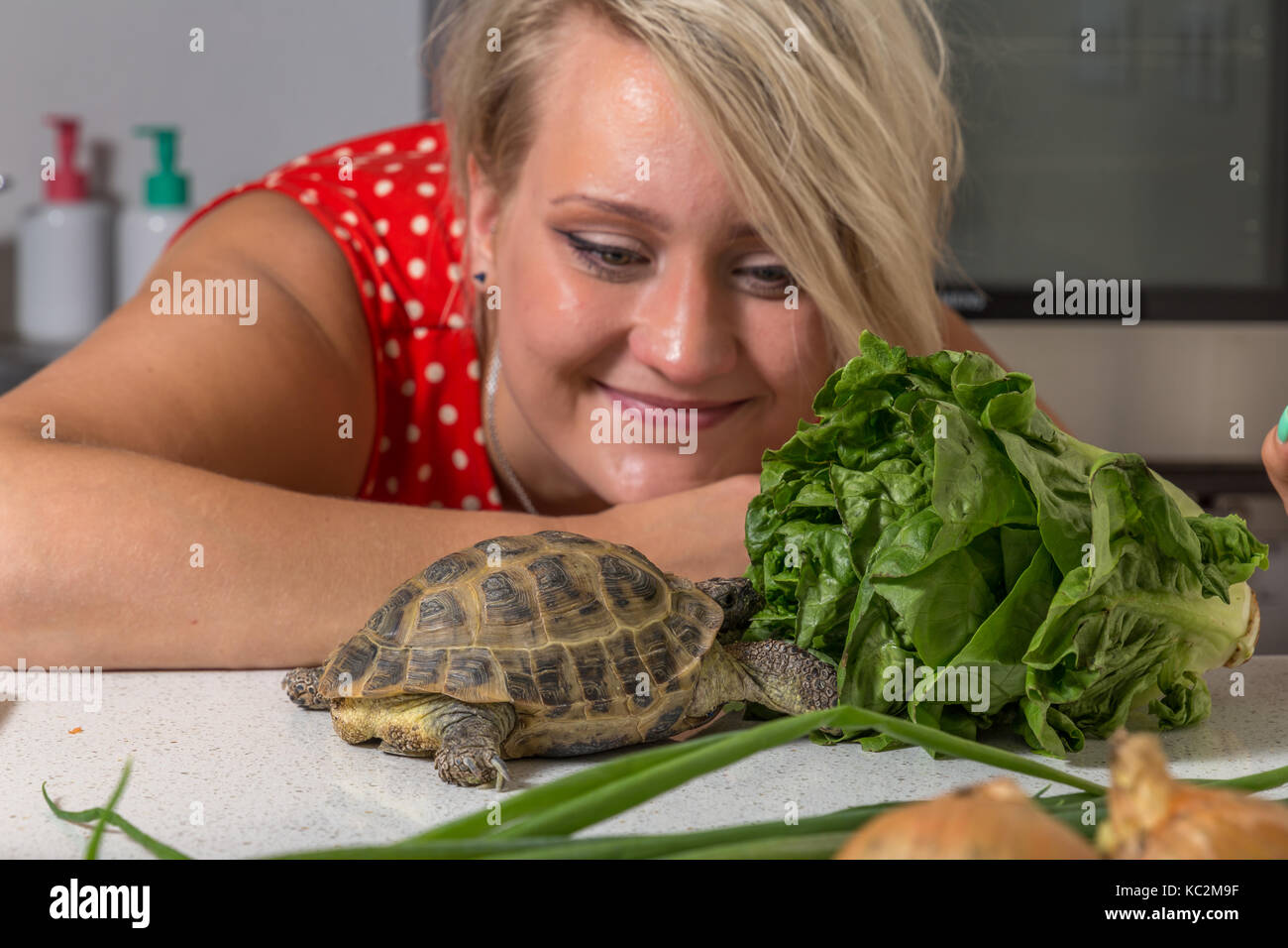 Tortoise eating roman salad while young woman looks at him Stock Photo