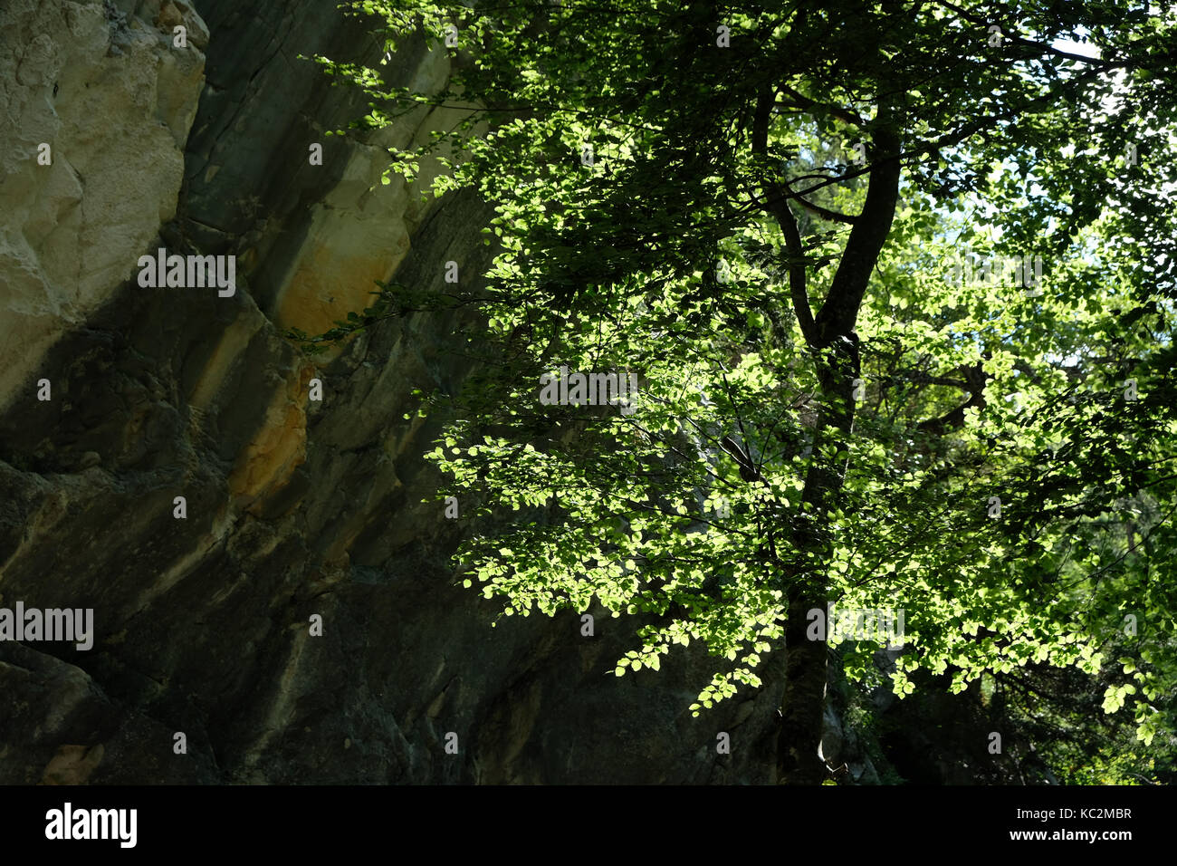 Light through trees on descent of path down from Refuge du Folly, Tour Des Dents Blanches, Alps Stock Photo