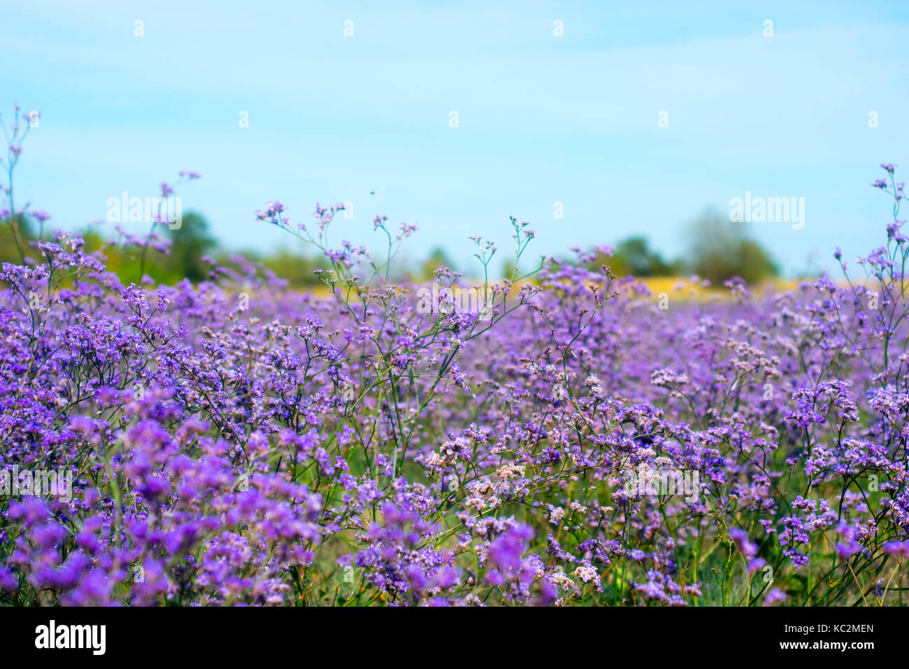 Meadow with purple flowers in the summer Stock Photo - Alamy