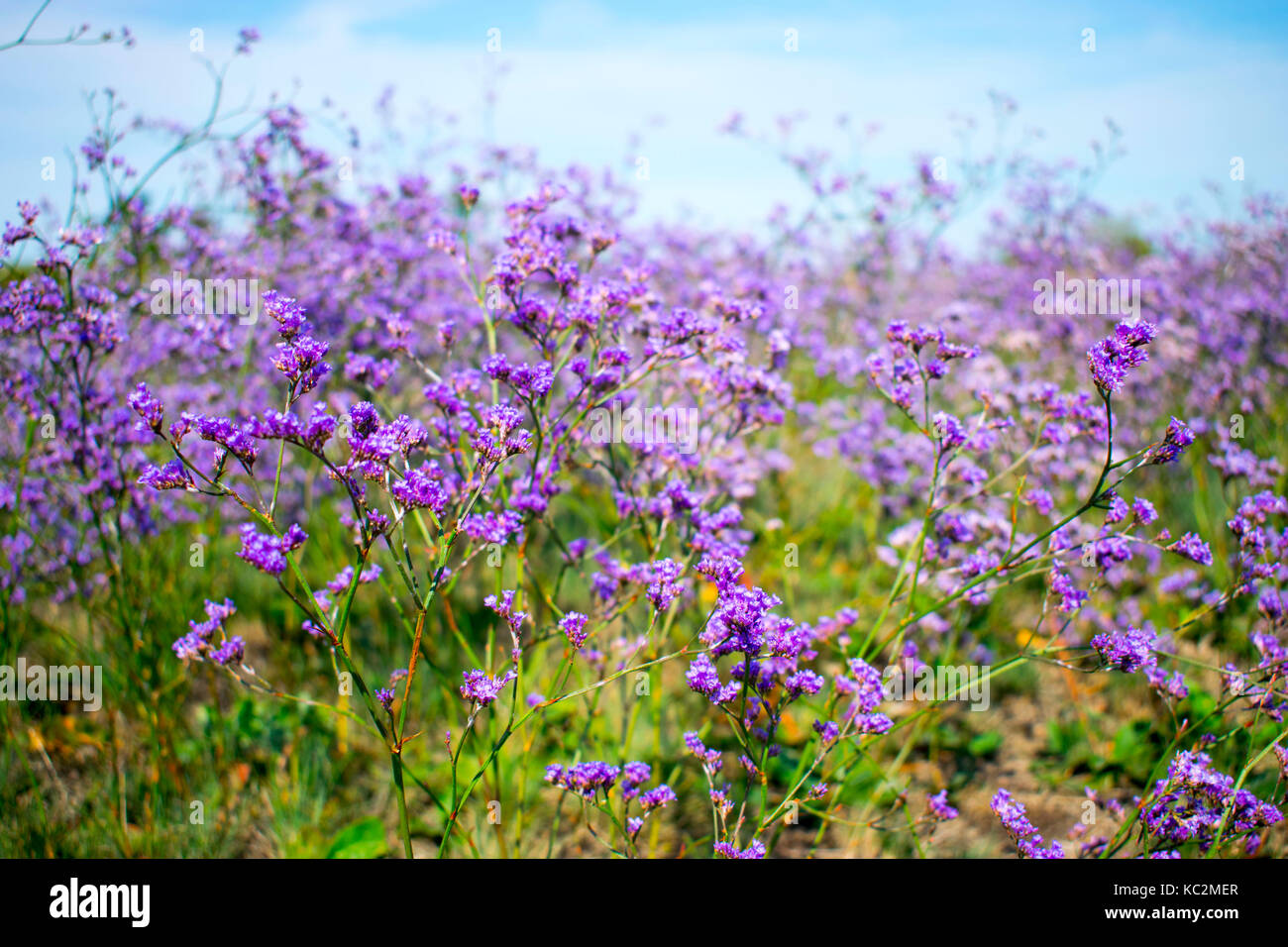 Meadow with purple flowers in the summer Stock Photo - Alamy