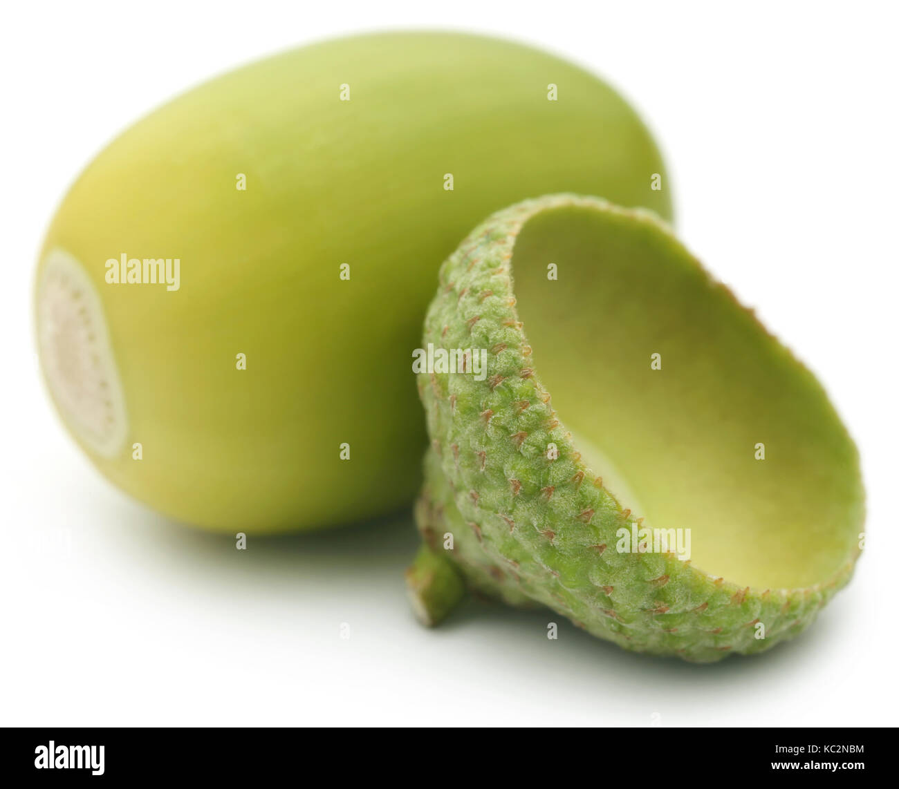 Closeup of acorn over white background Stock Photo - Alamy