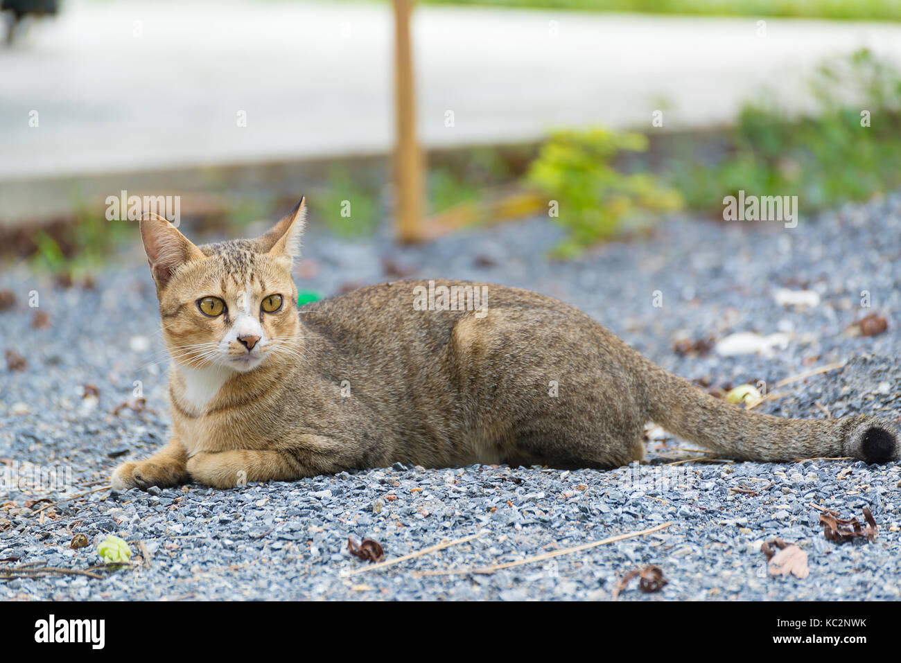 Cute cat lying on the ground outdoor. animal concept Stock Photo - Alamy