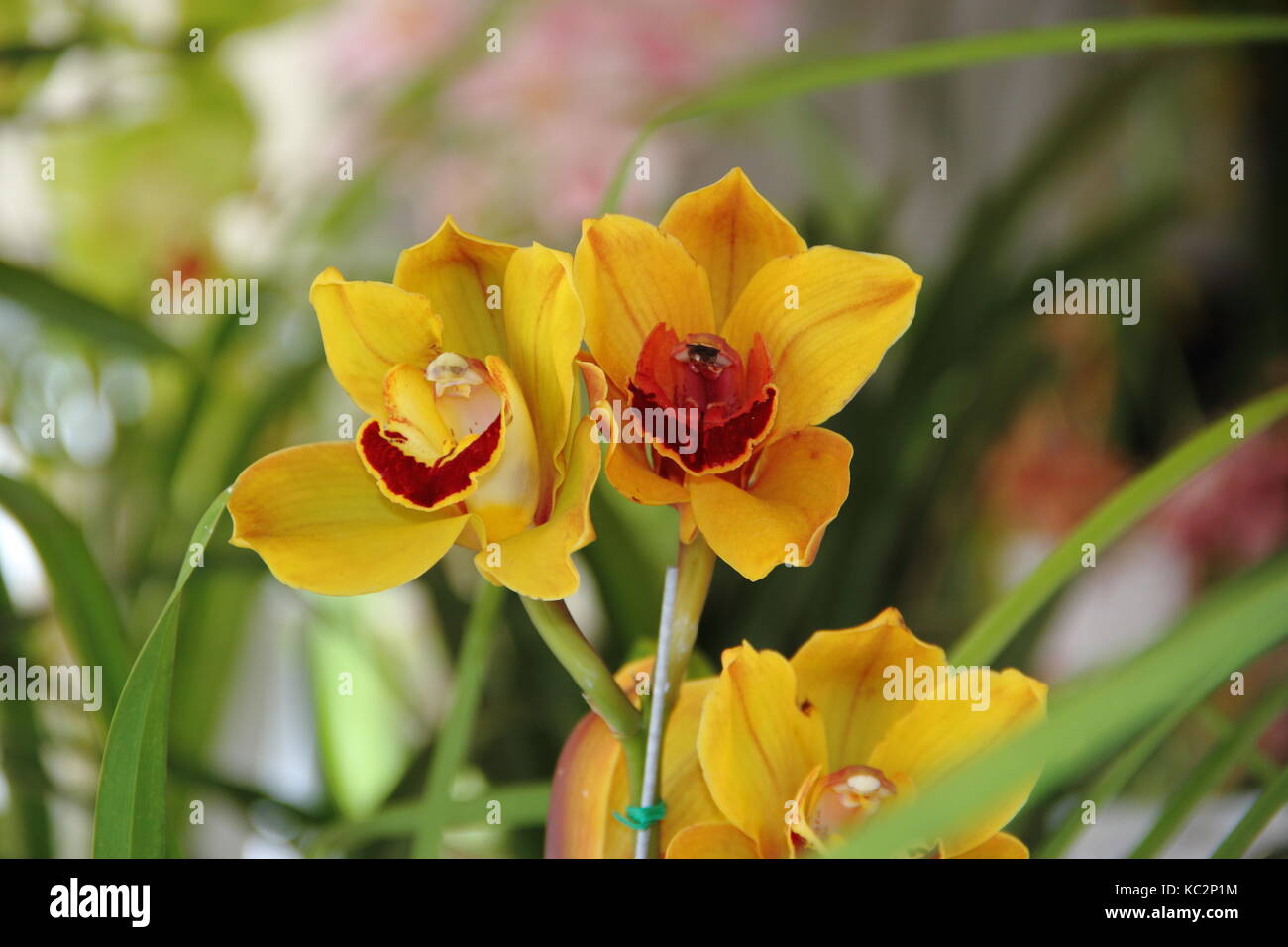 Primavera floral hi-res stock photography and images - Alamy