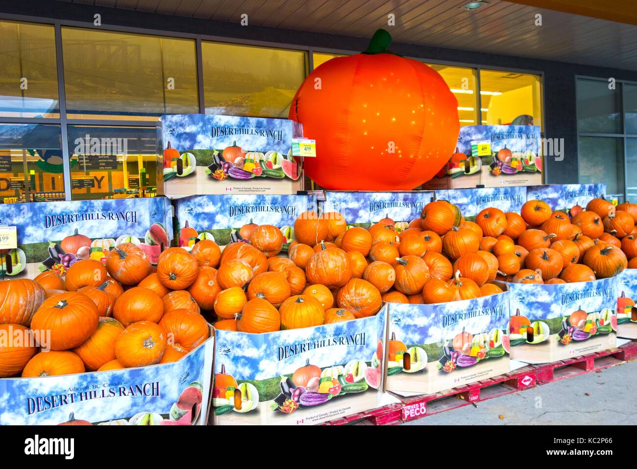 Autumn Pumpkin Harvest on Sale in front of Save on Foods Grocery Shopping Store in Town of Canmore Alberta as October Halloween Holiday approaches Stock Photo
