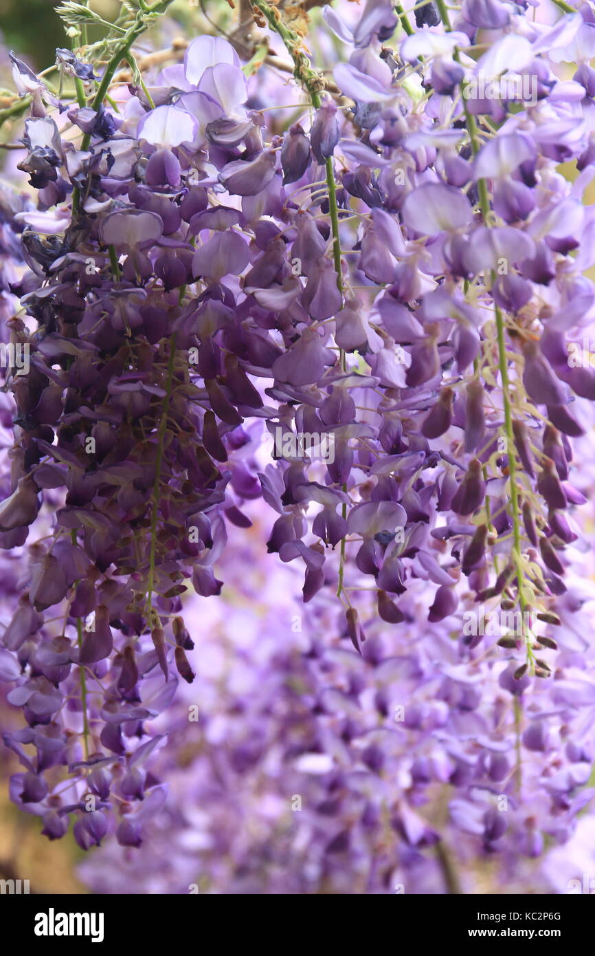 Flower buds wisteria hires stock photography and images Alamy